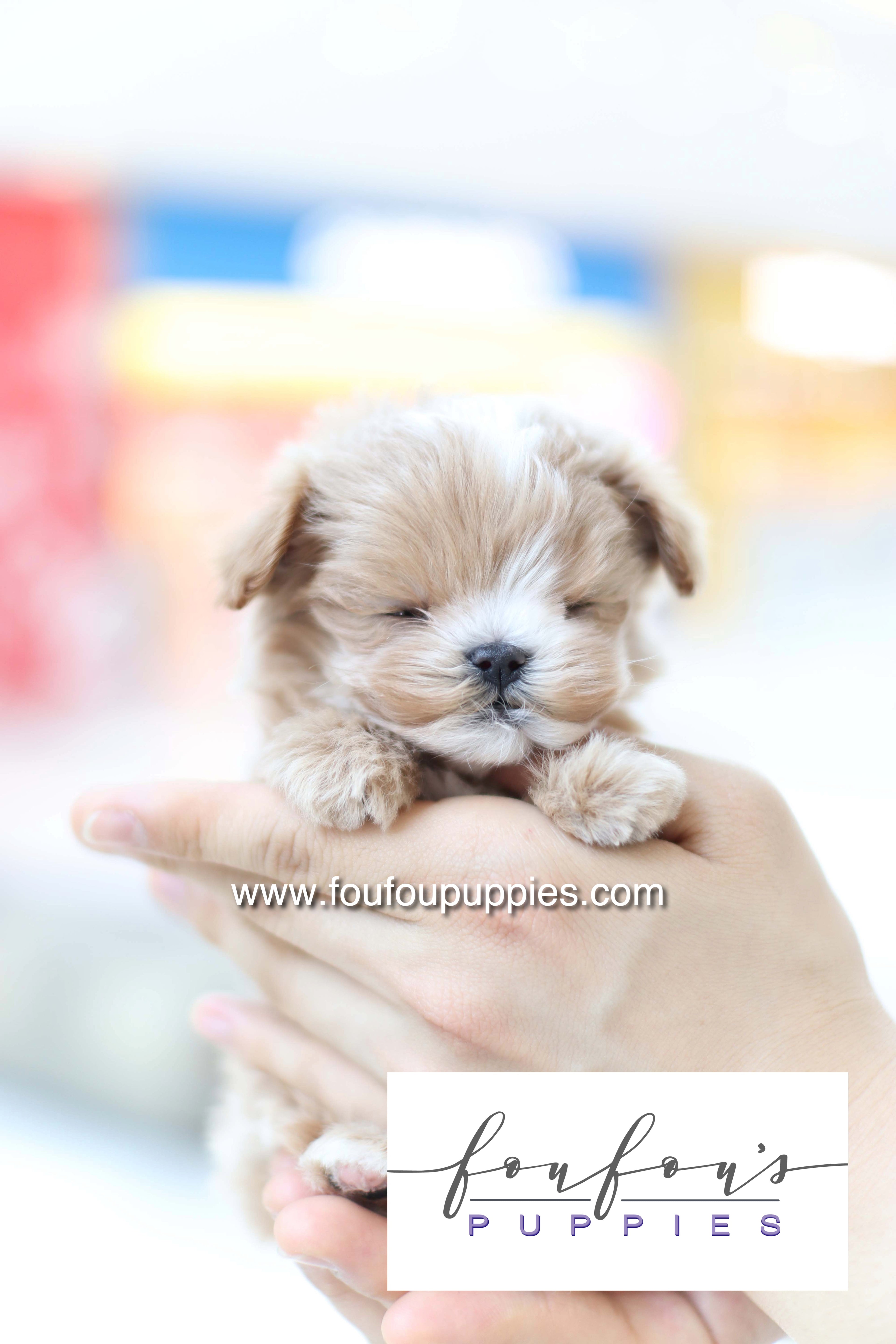 Bruno - Maltipoo M.