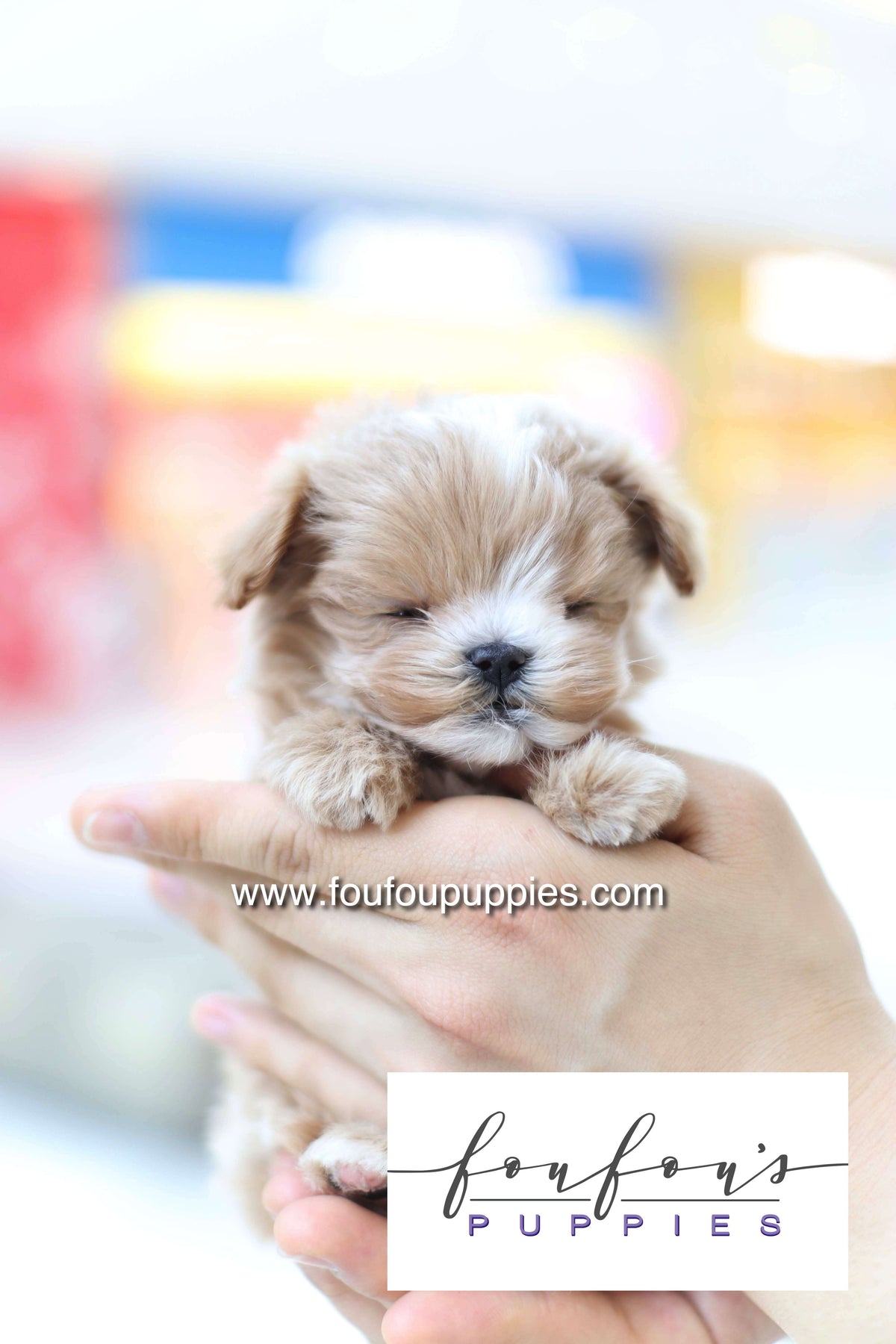 Bruno - Maltipoo M.