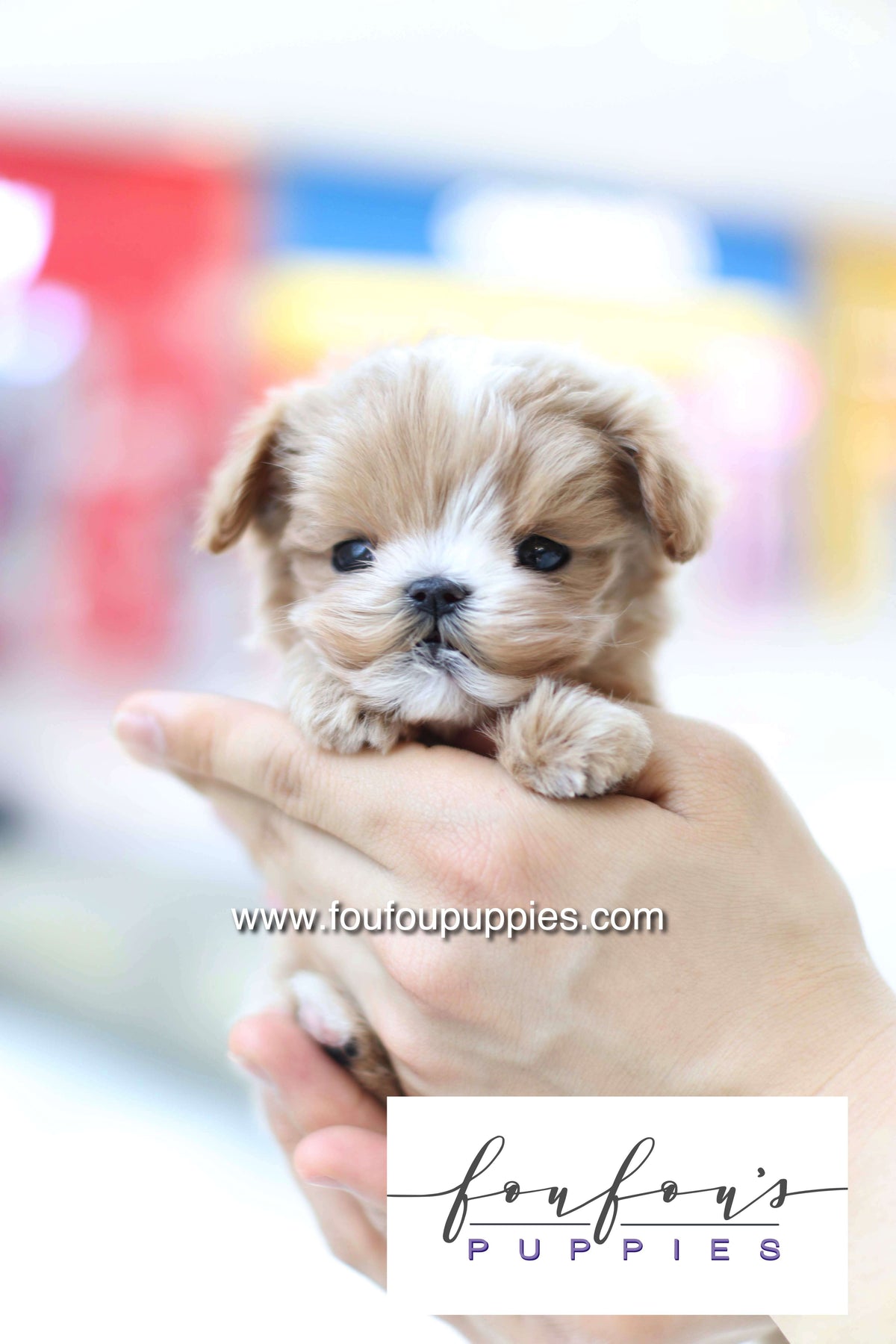Bruno - Maltipoo M.