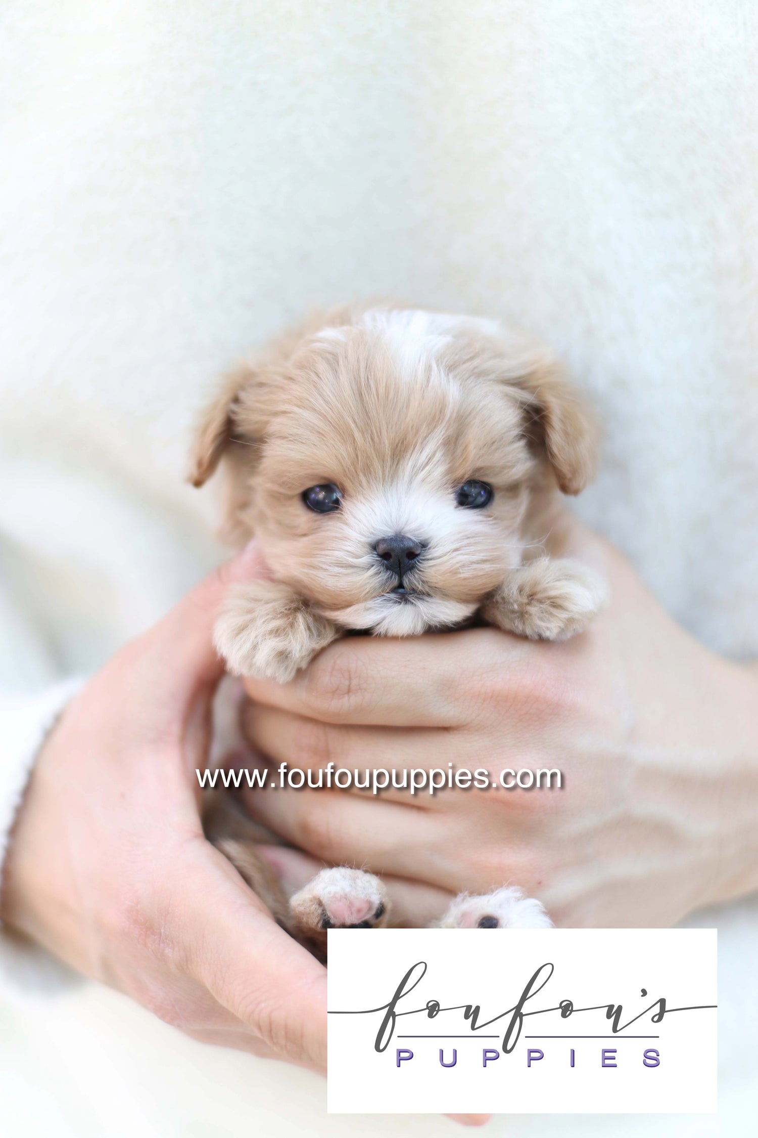 Bruno - Maltipoo M.