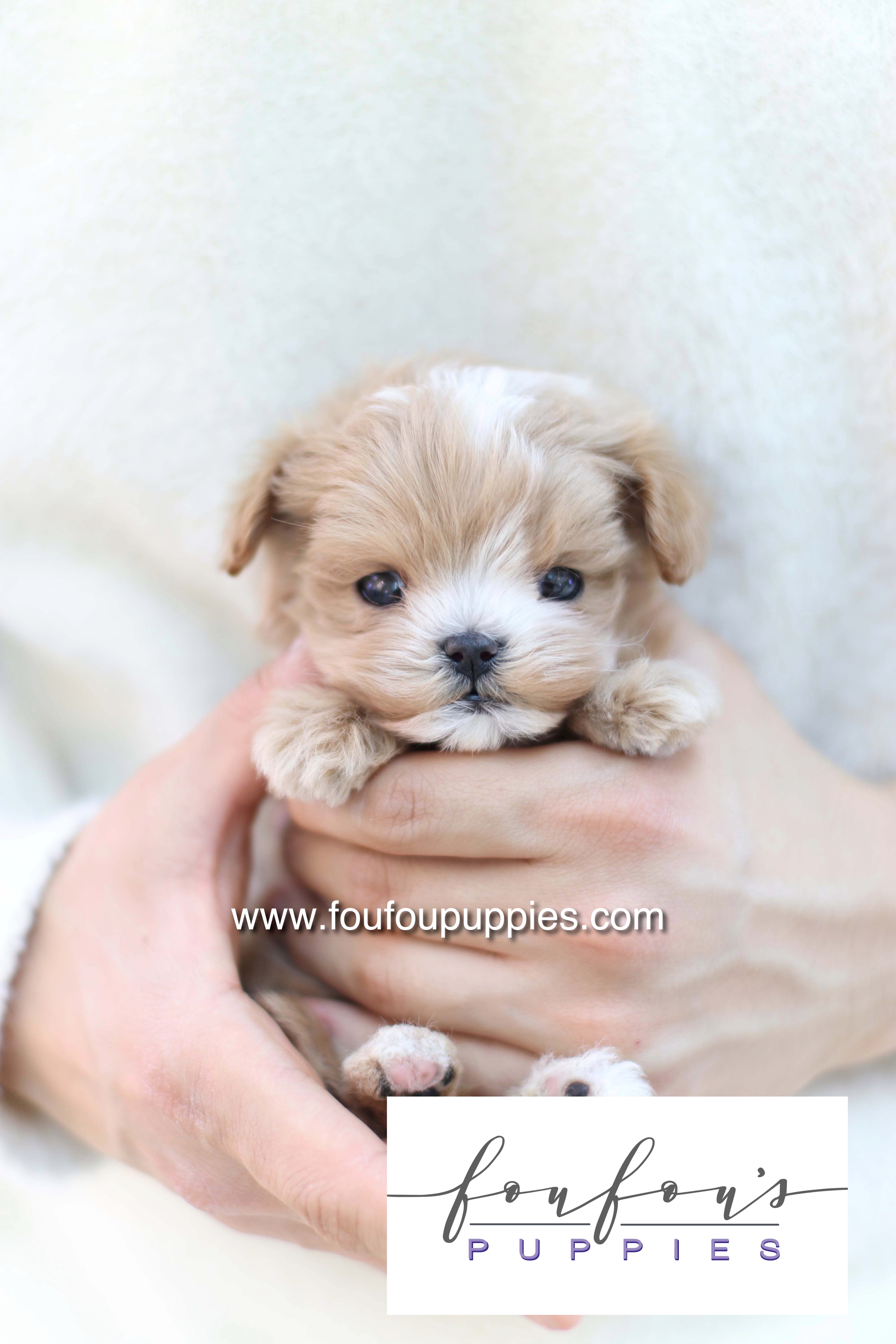 Bruno - Maltipoo M.