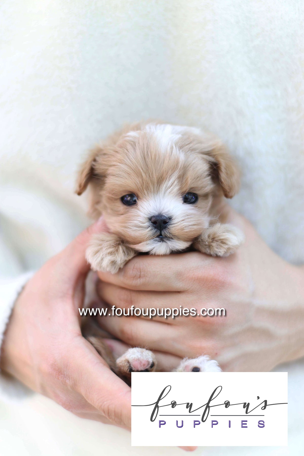 Bruno - Maltipoo M.