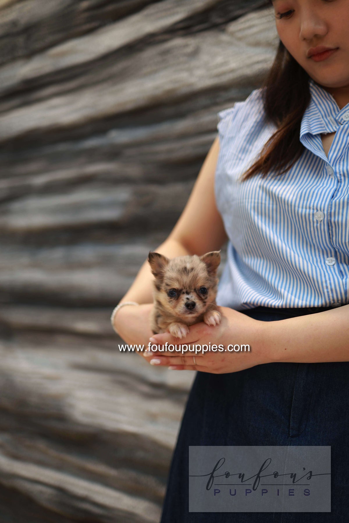 Mochi - Chihuahua F.