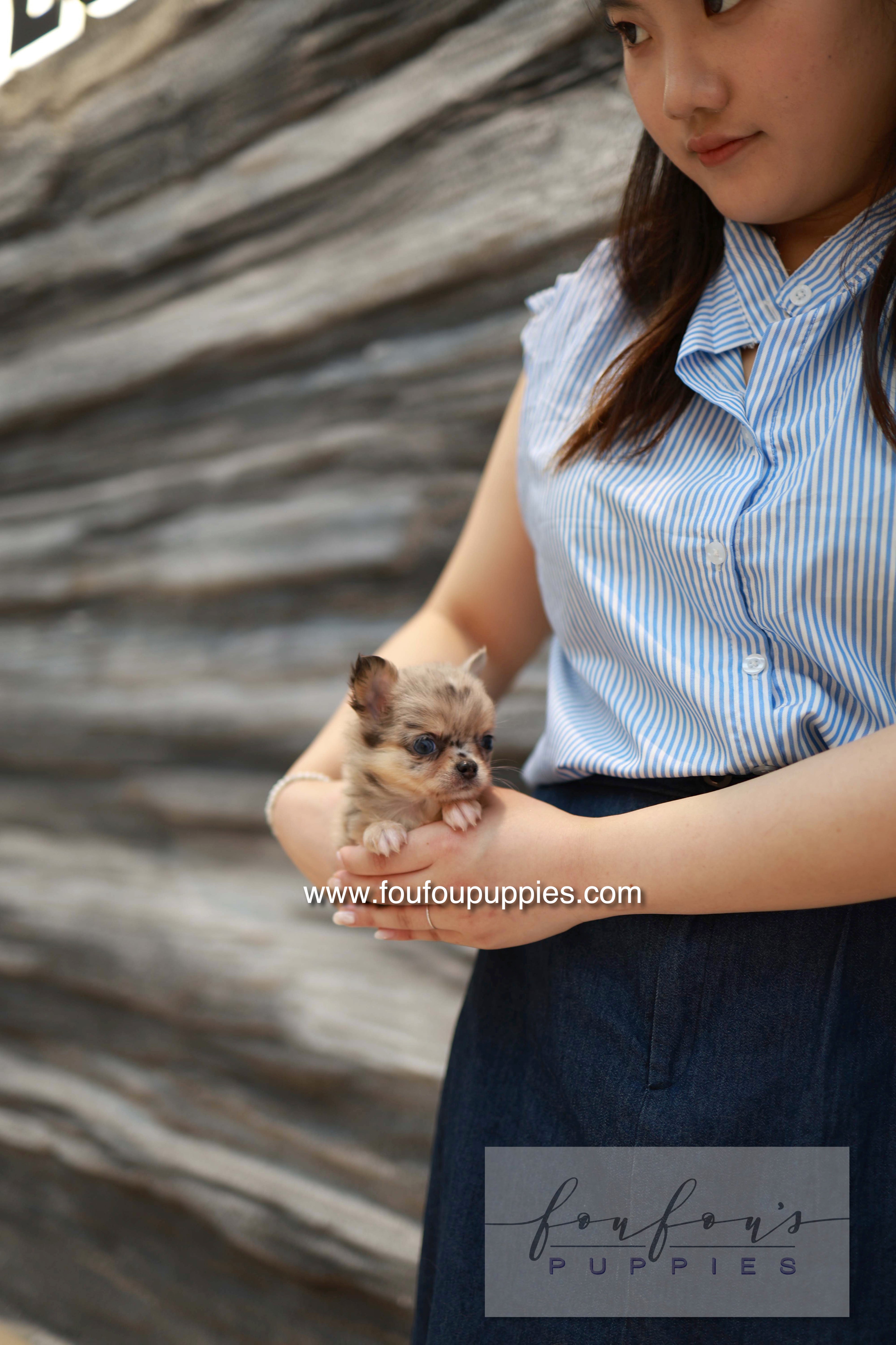 Mochi - Chihuahua F.
