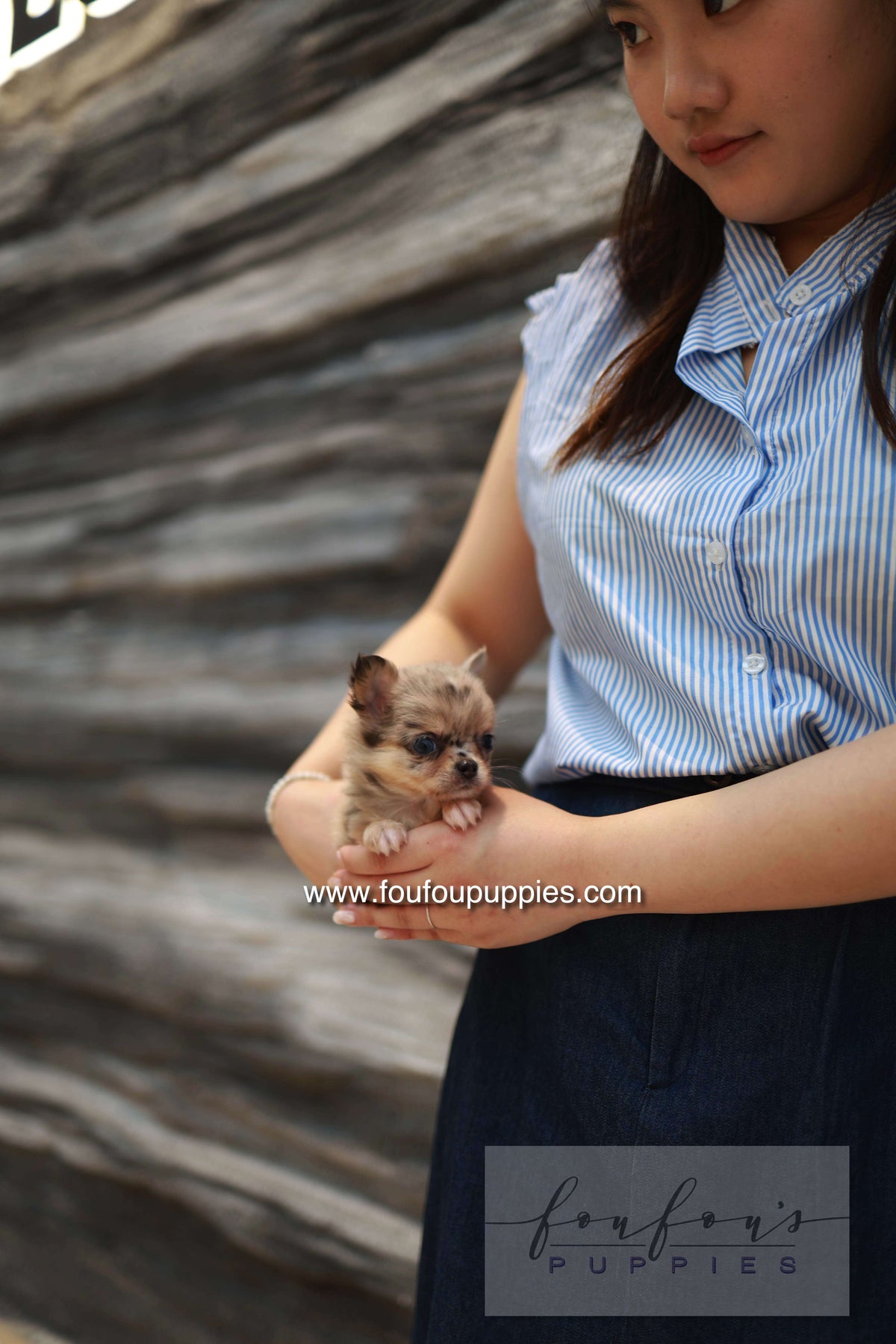 Mochi - Chihuahua F.