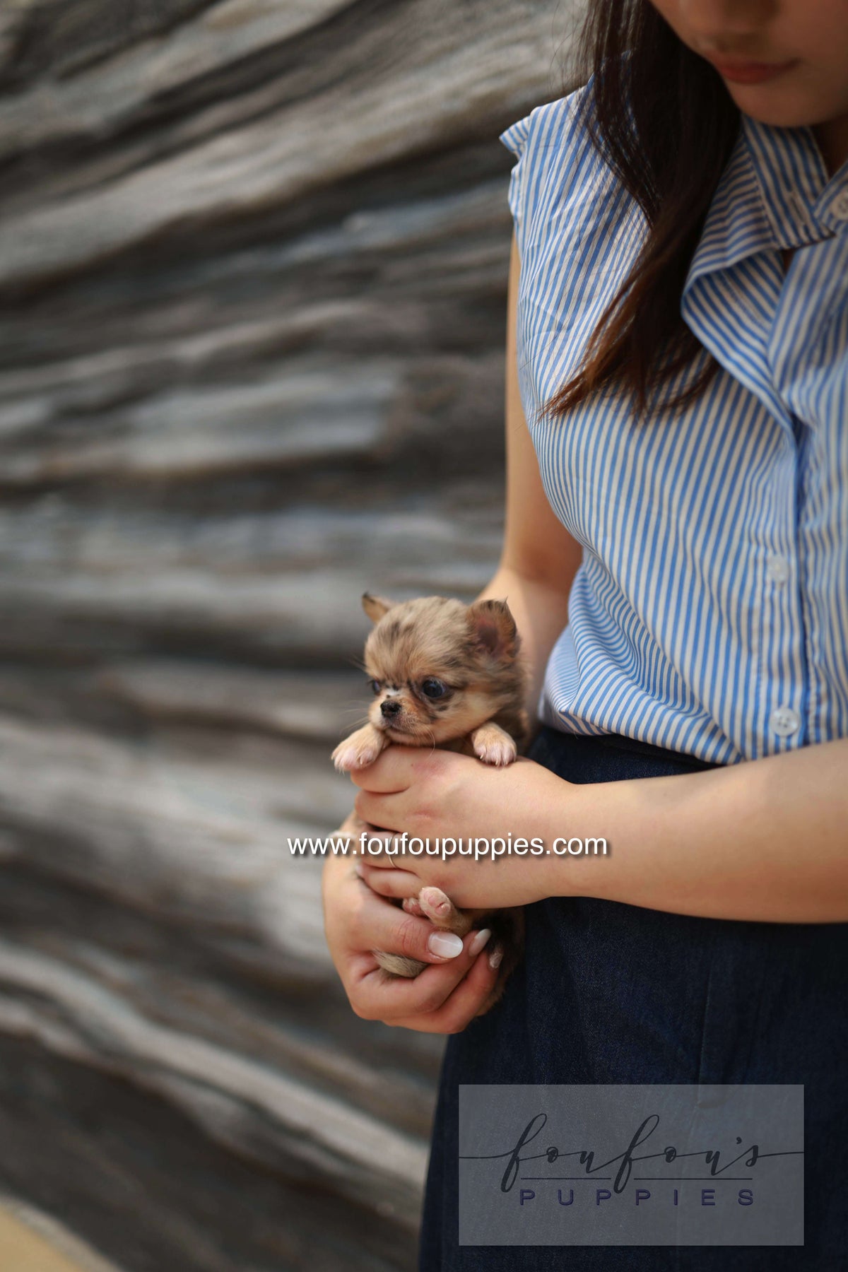 Mochi - Chihuahua F.