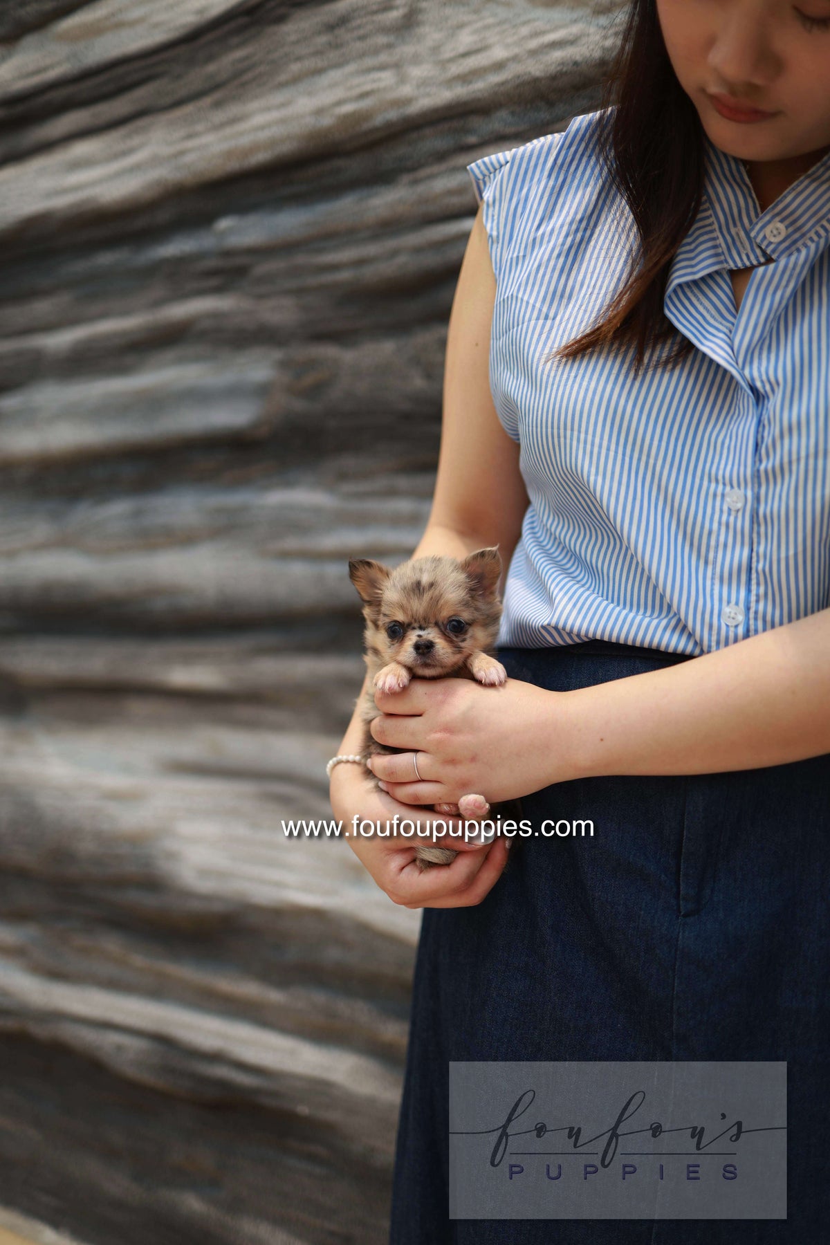Mochi - Chihuahua F.