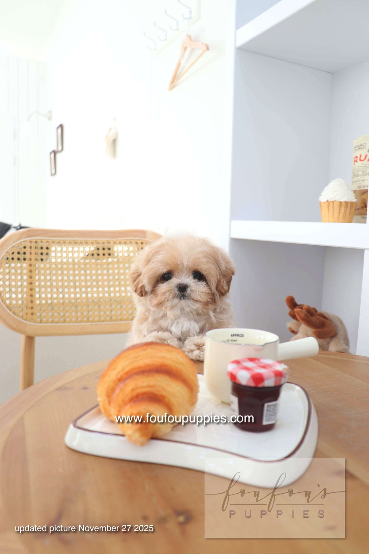 Mochi - Maltipoo F. -