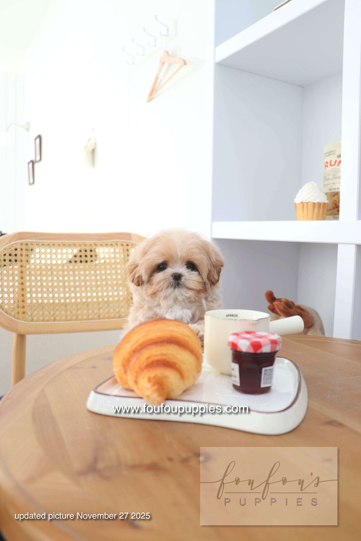 Mochi - Maltipoo F. -