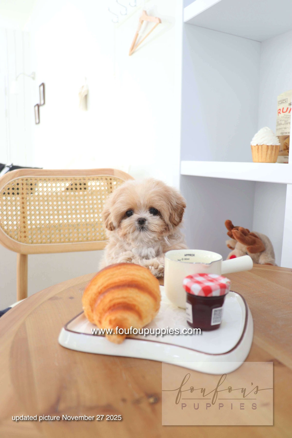 Mochi - Maltipoo F. -