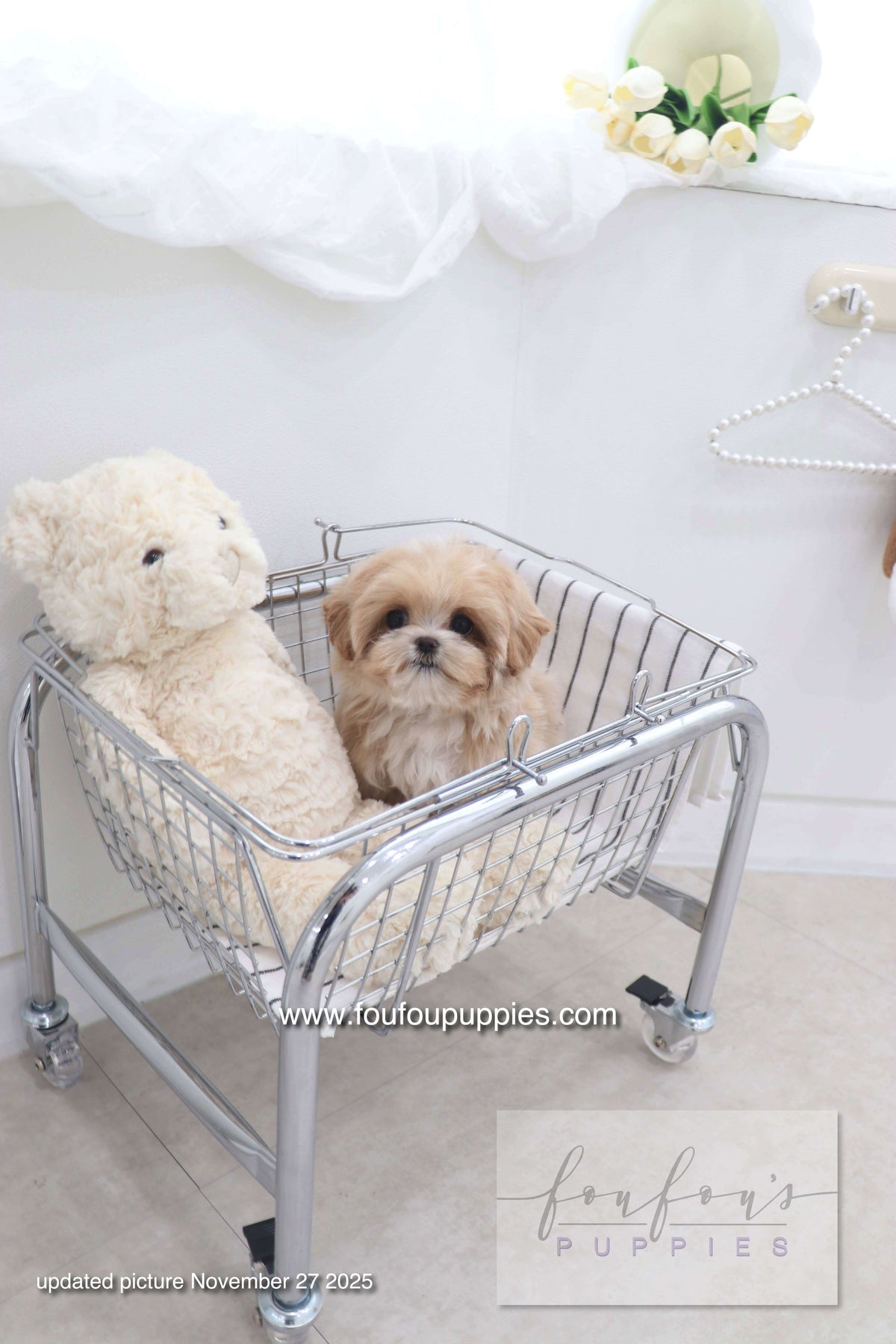 Mochi - Maltipoo F. -