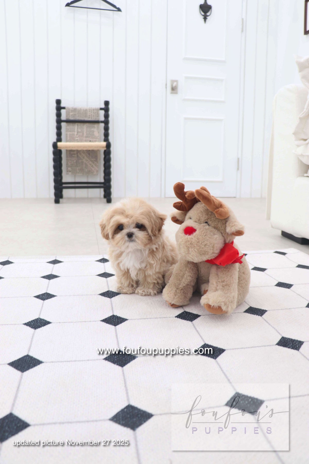Mochi - Maltipoo F. -