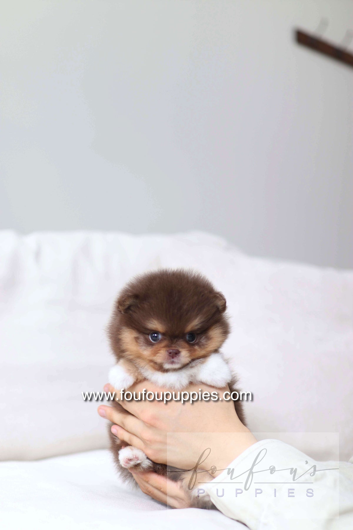 Aurore - Pomeranian F.