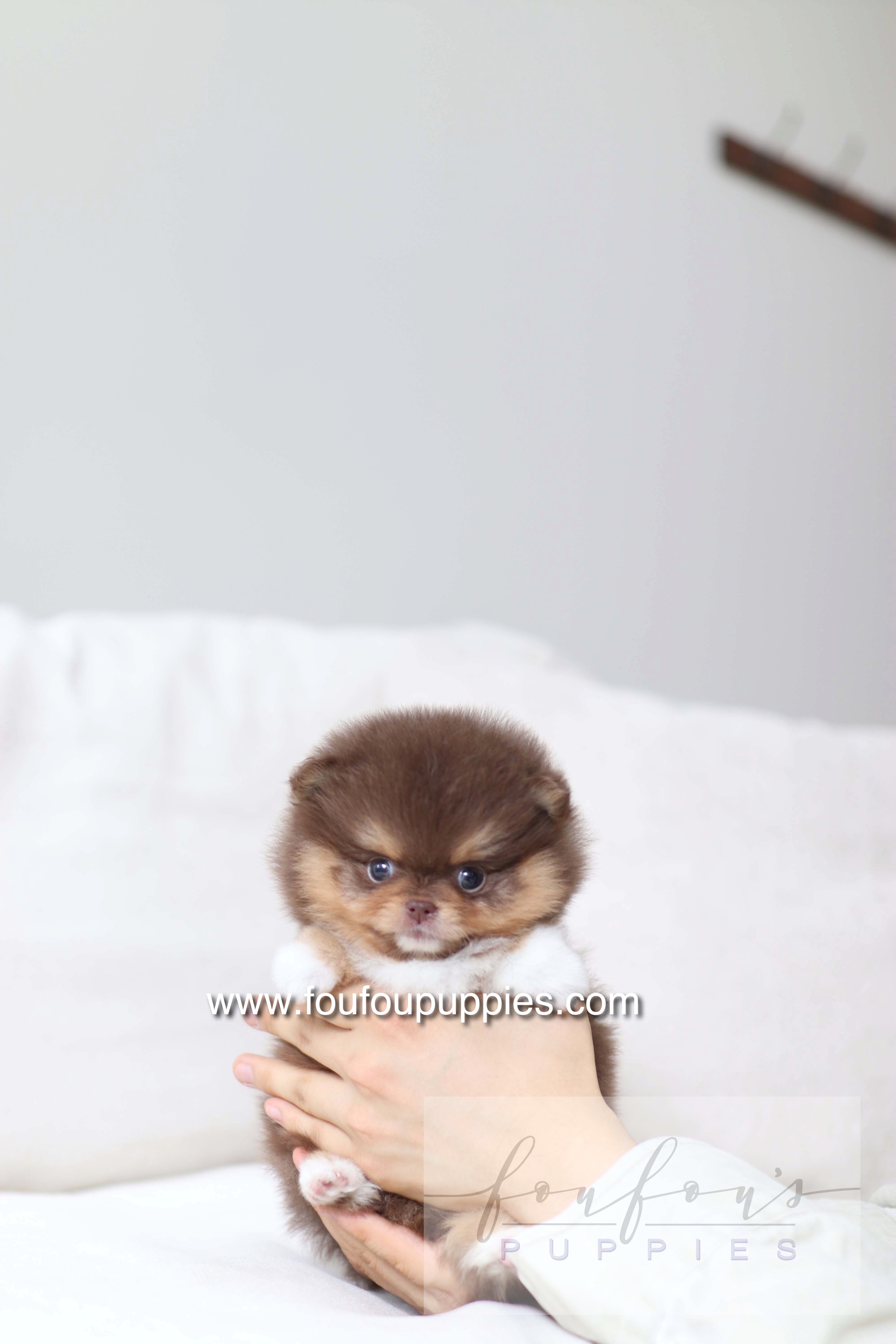 Aurore - Pomeranian F.