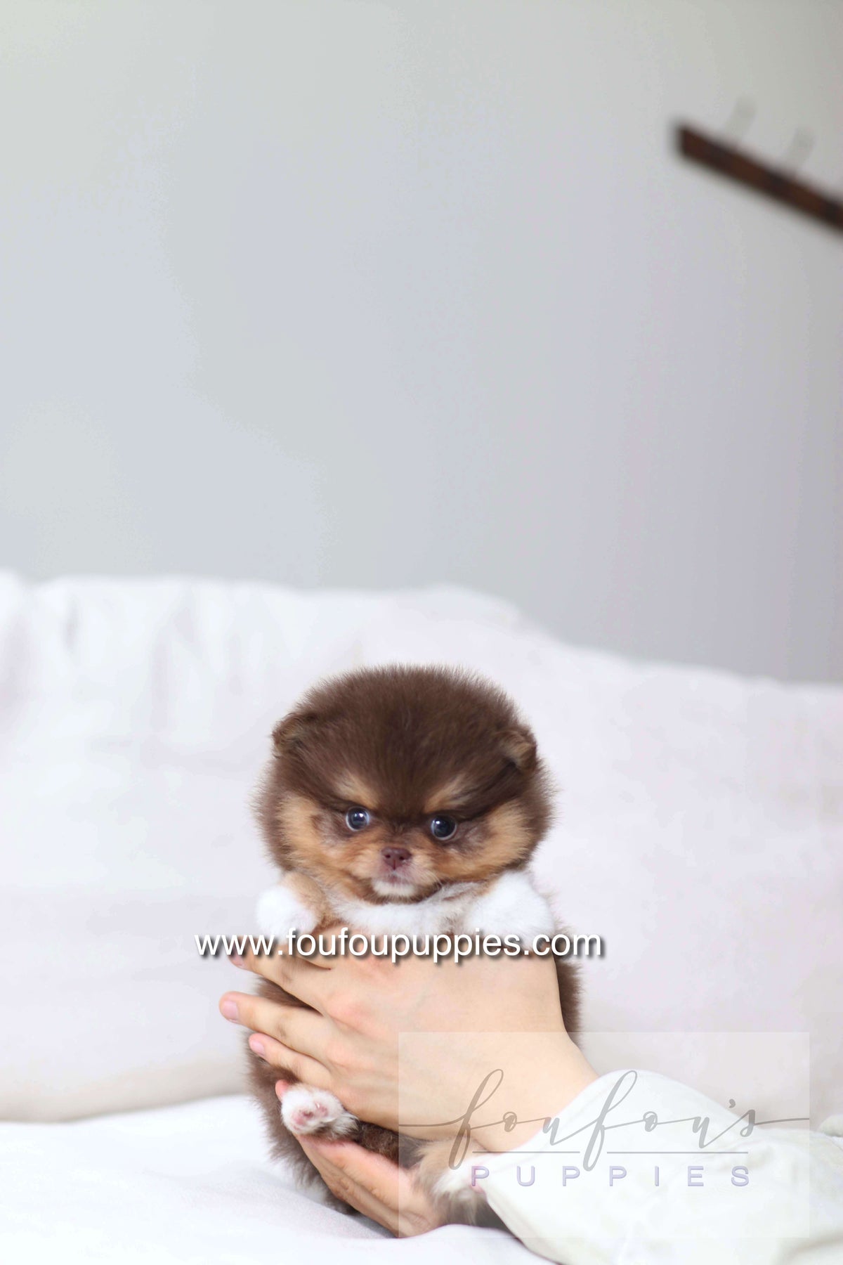 Aurore - Pomeranian F.