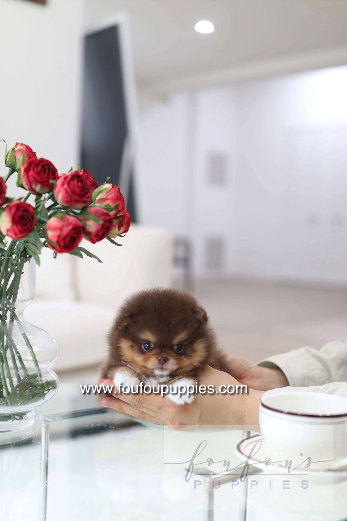 Aurore - Pomeranian F.
