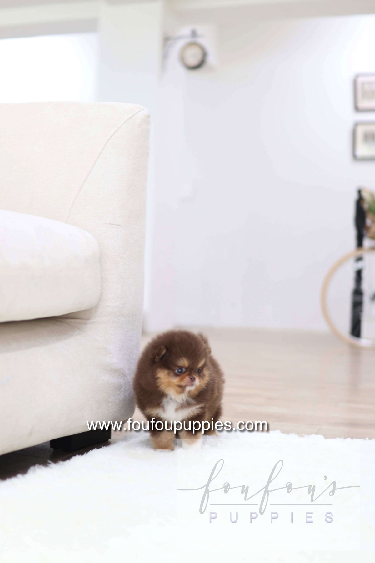 Aurore - Pomeranian F.