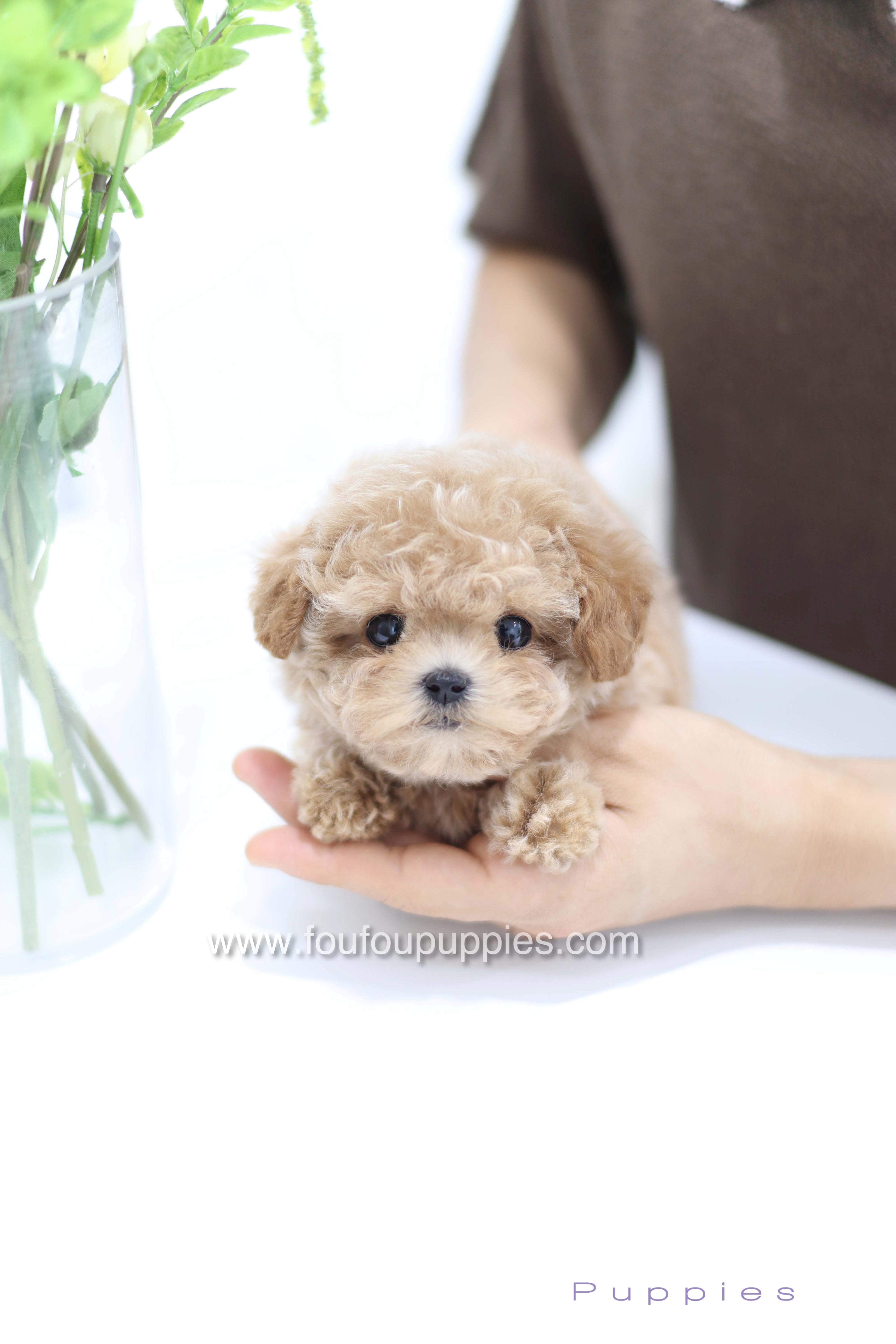 Tiara - Poodle F.