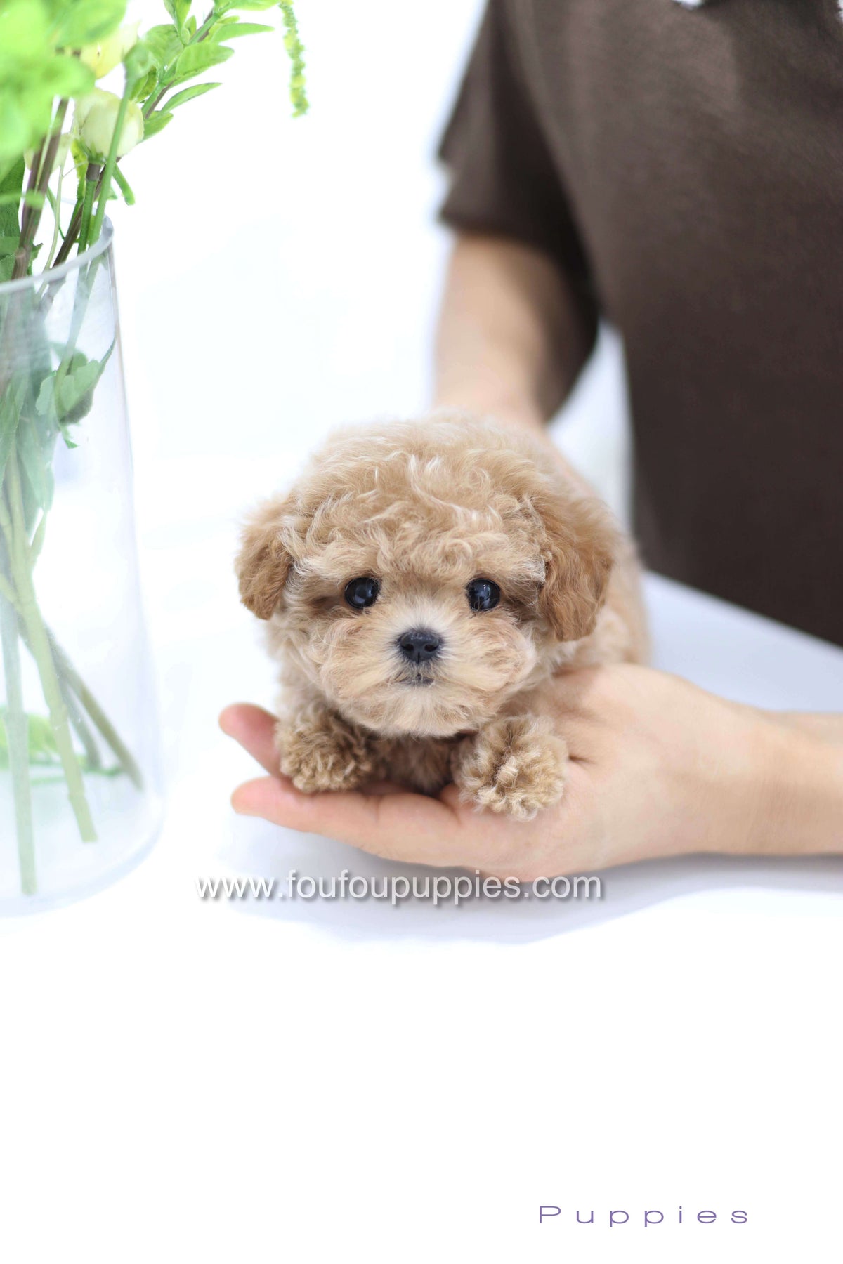 Tiara - Poodle F.