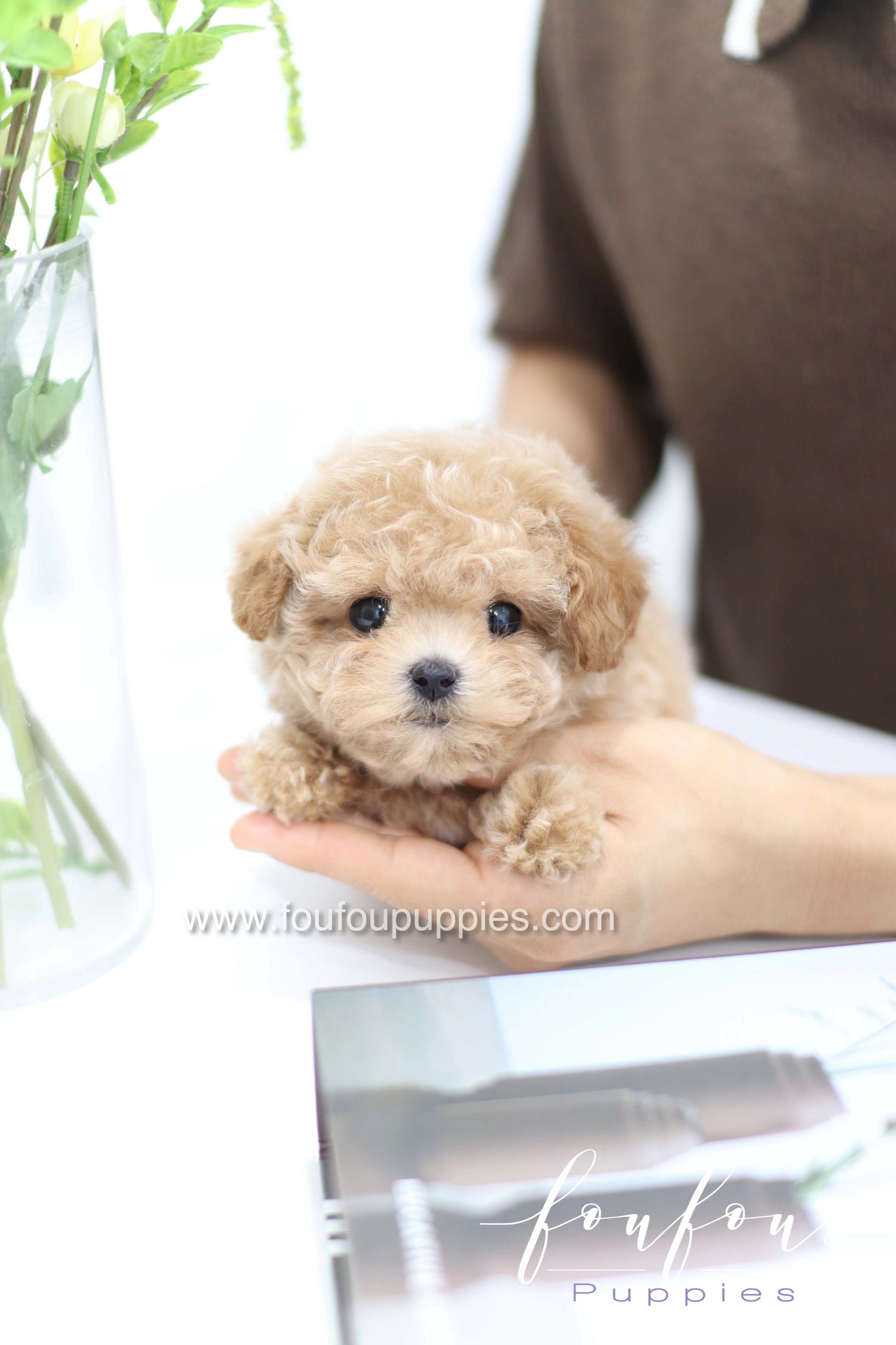 Tiara - Poodle F.