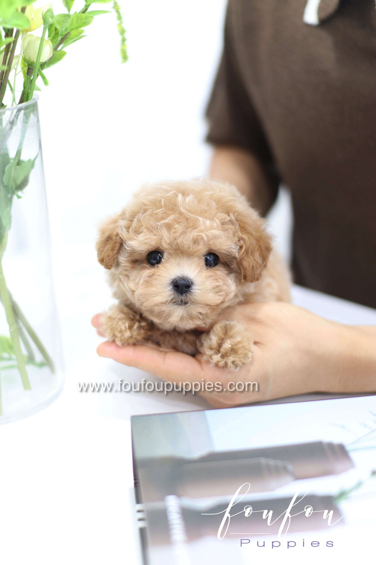 Tiara - Poodle F.