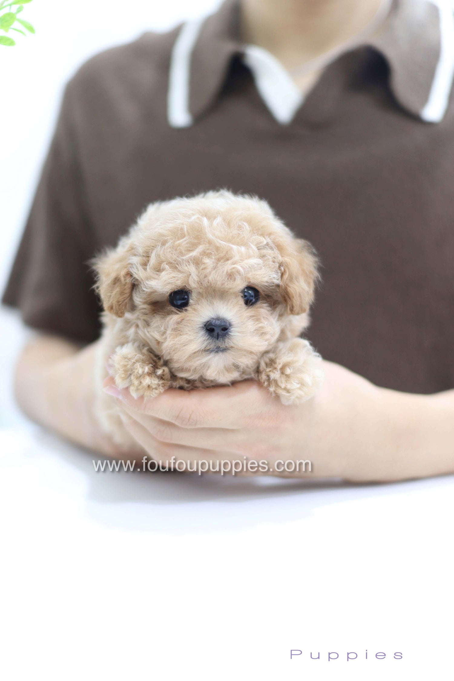 Tiara - Poodle F.