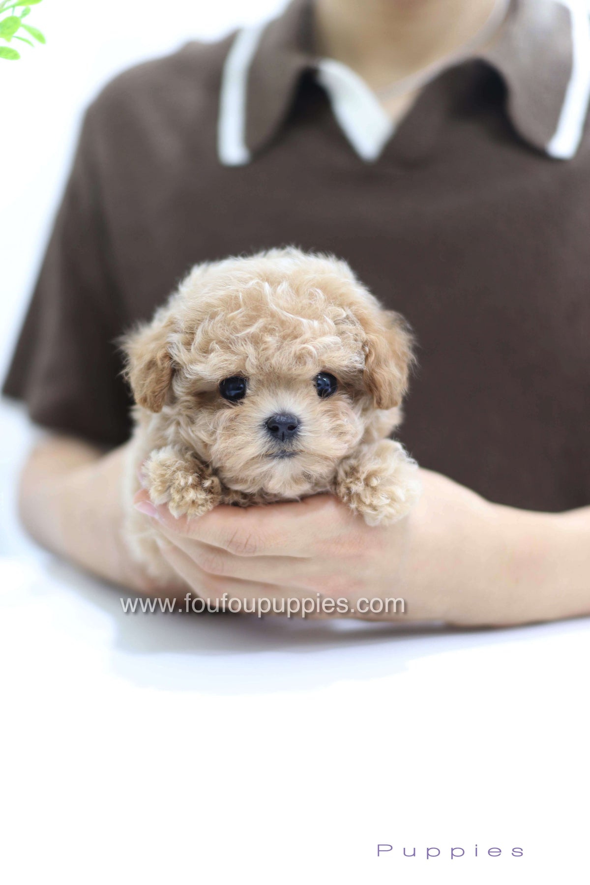 Tiara - Poodle F.