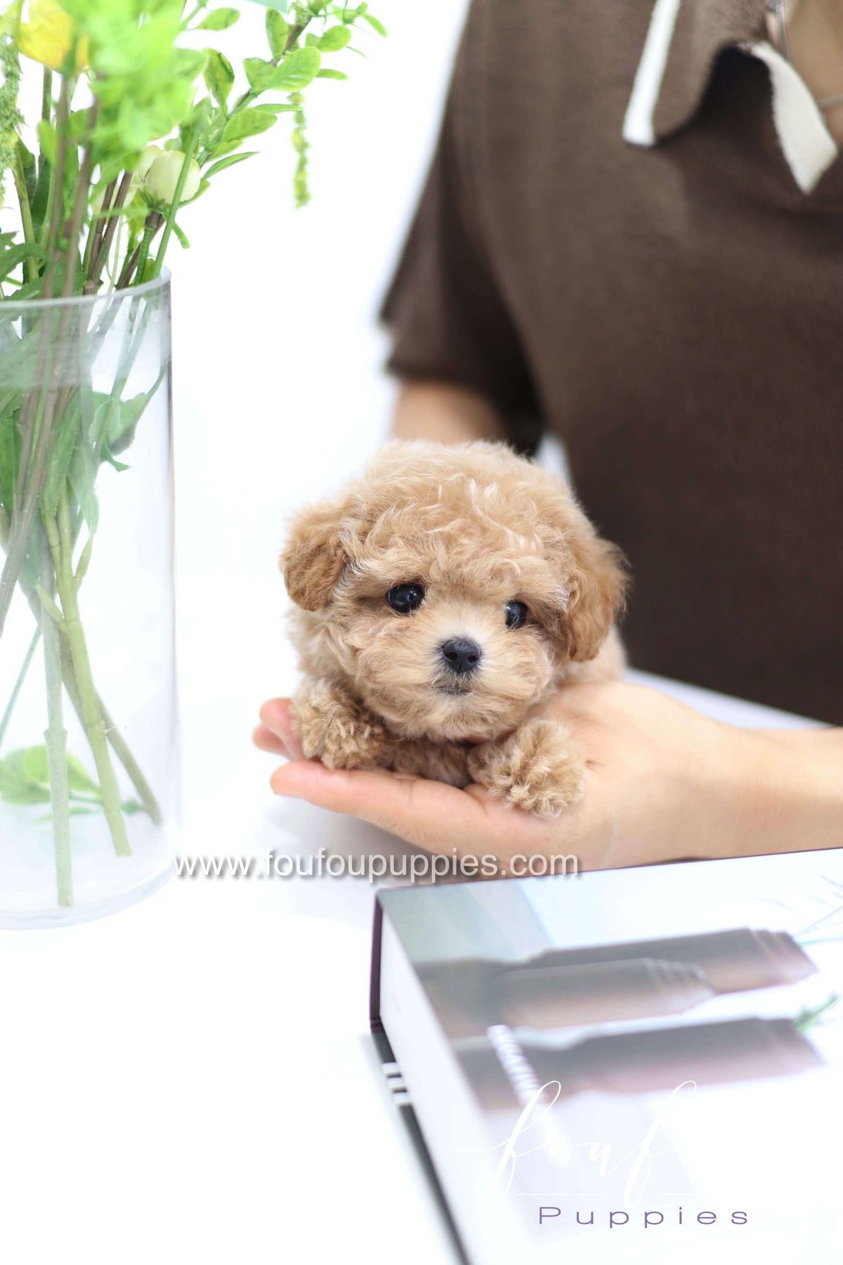 Tiara - Poodle F.