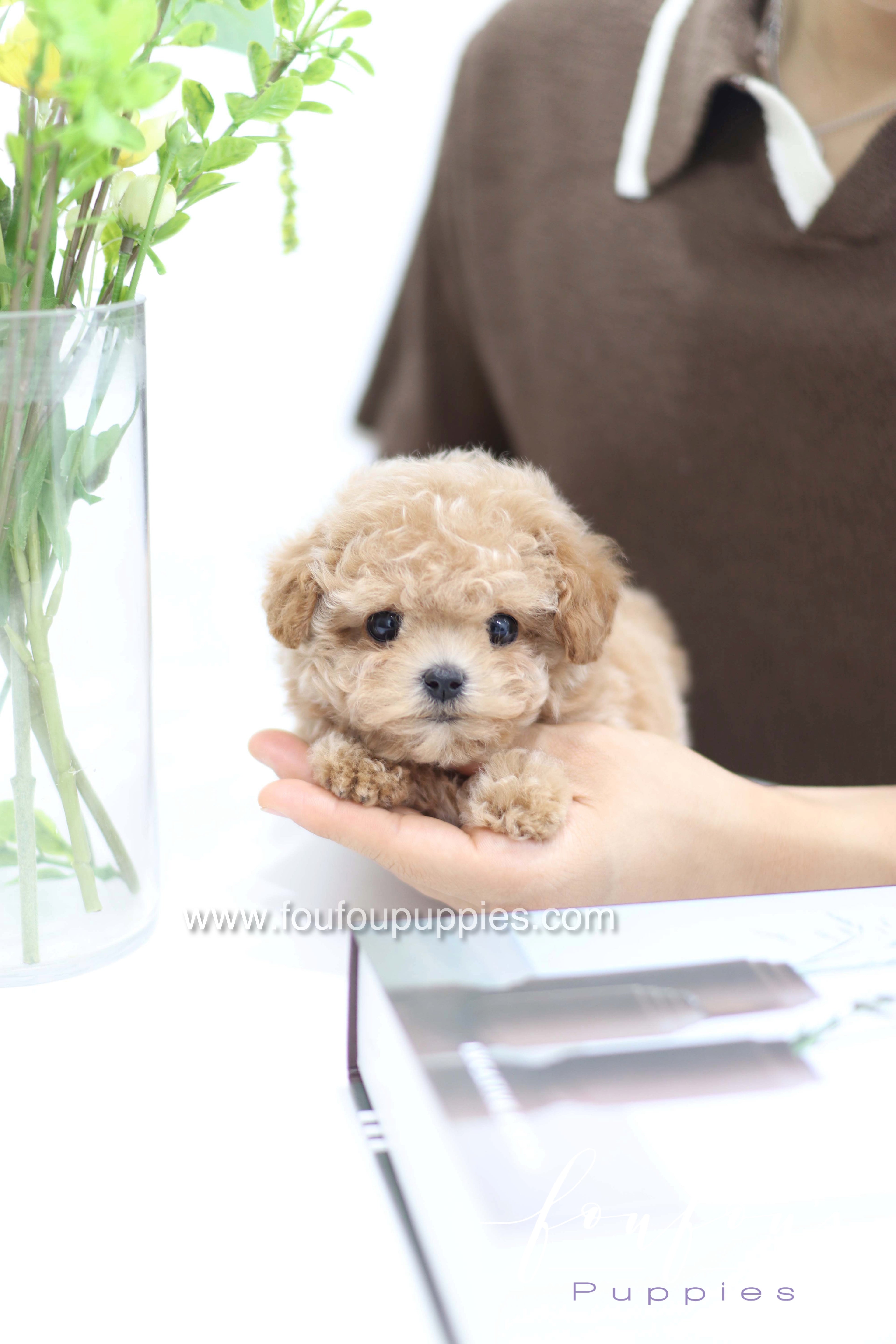 Tiara - Poodle F.