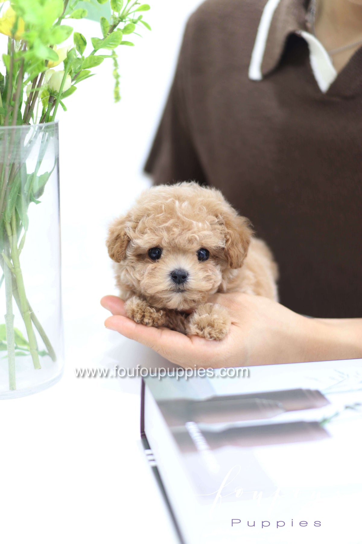 Tiara - Poodle F.
