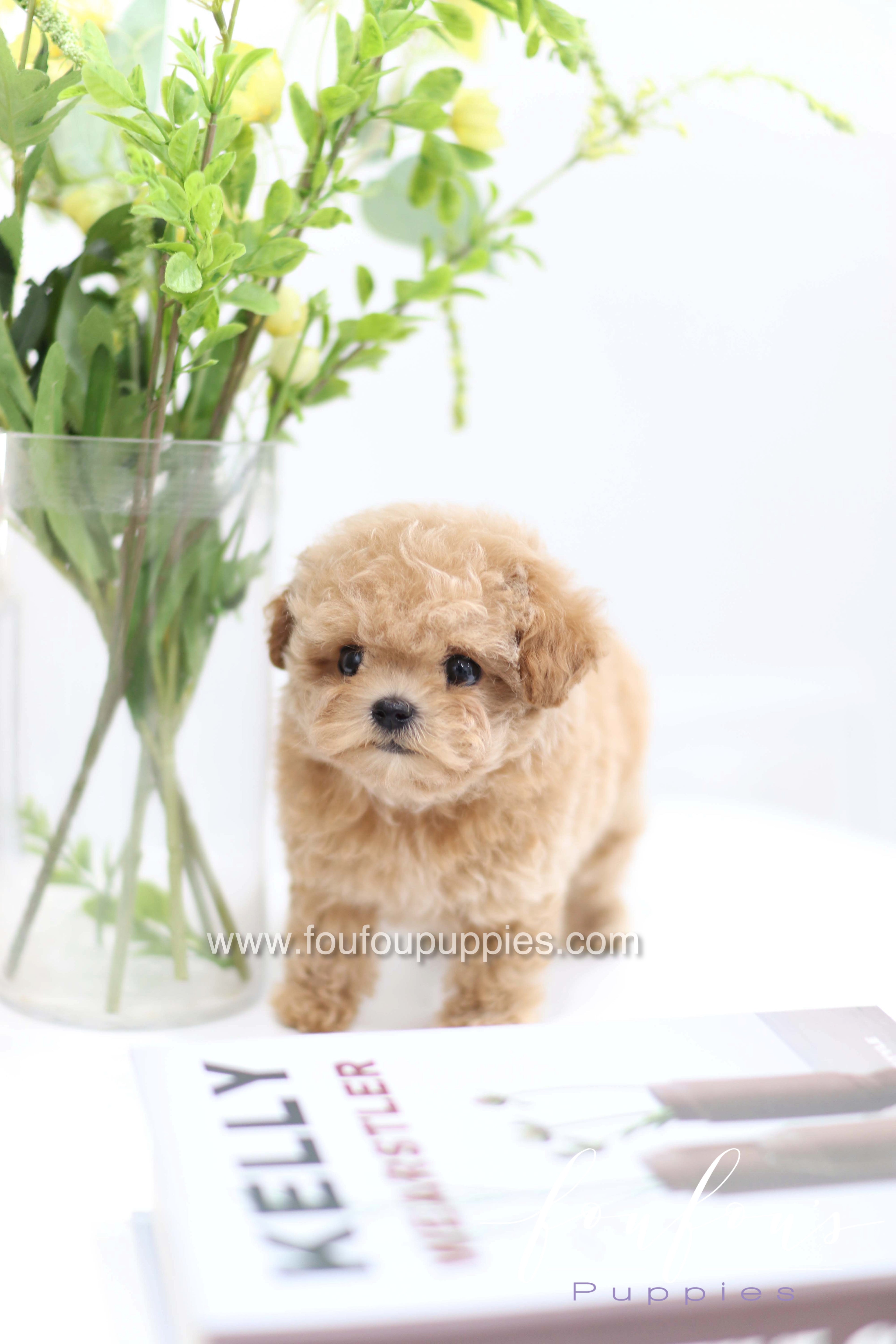 Tiara - Poodle F.