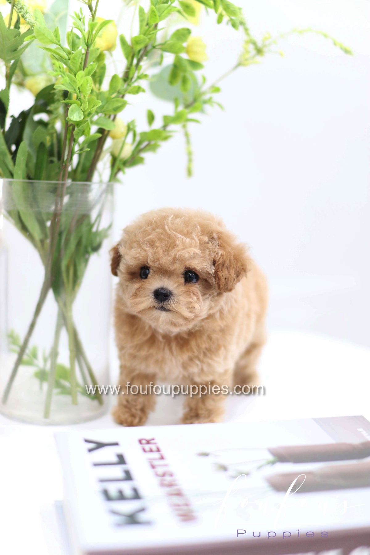 Tiara - Poodle F.