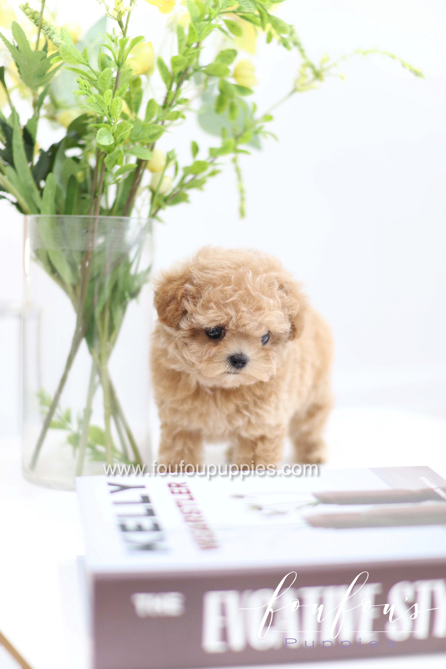 Tiara - Poodle F.