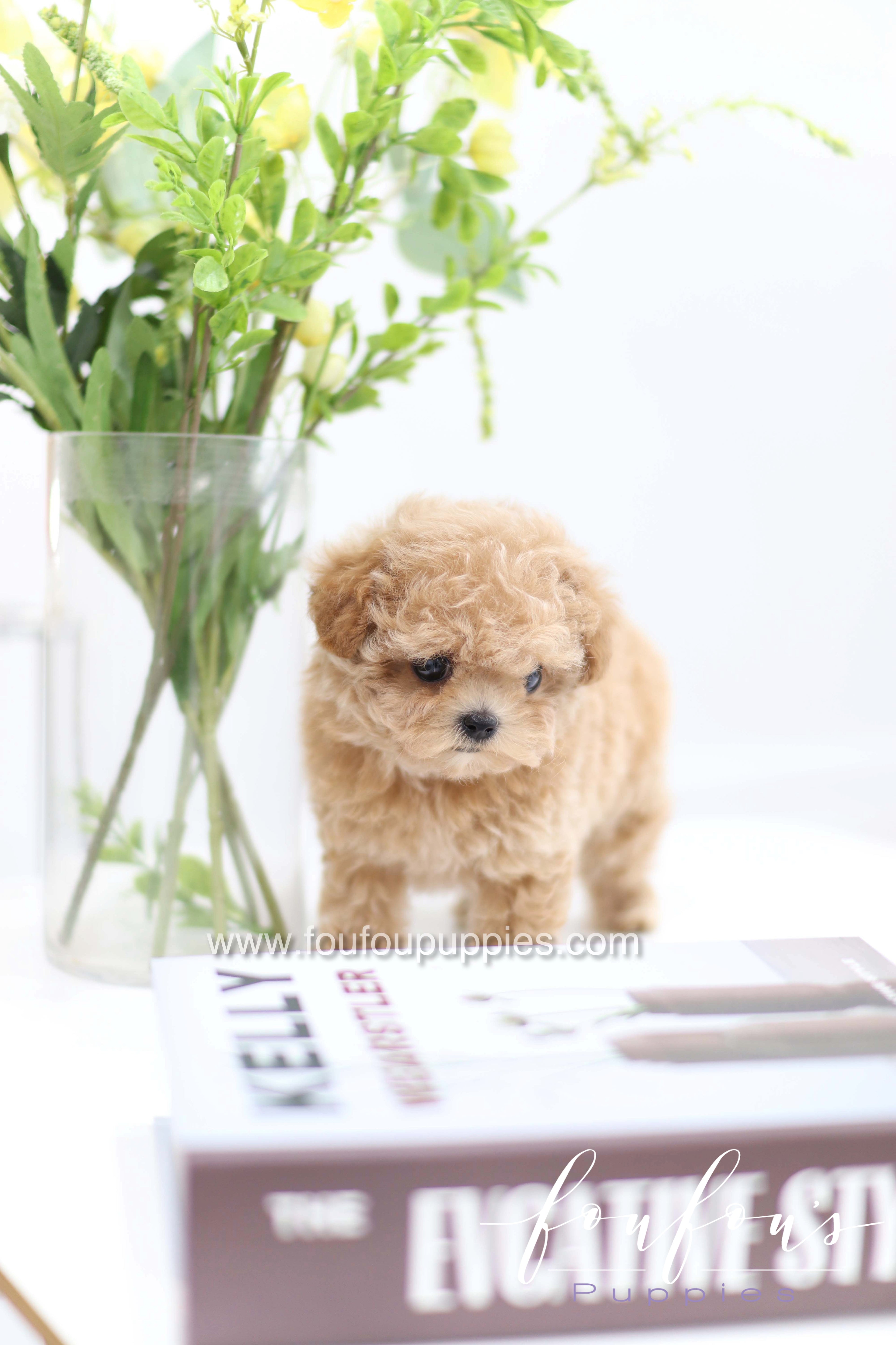 Tiara - Poodle F.