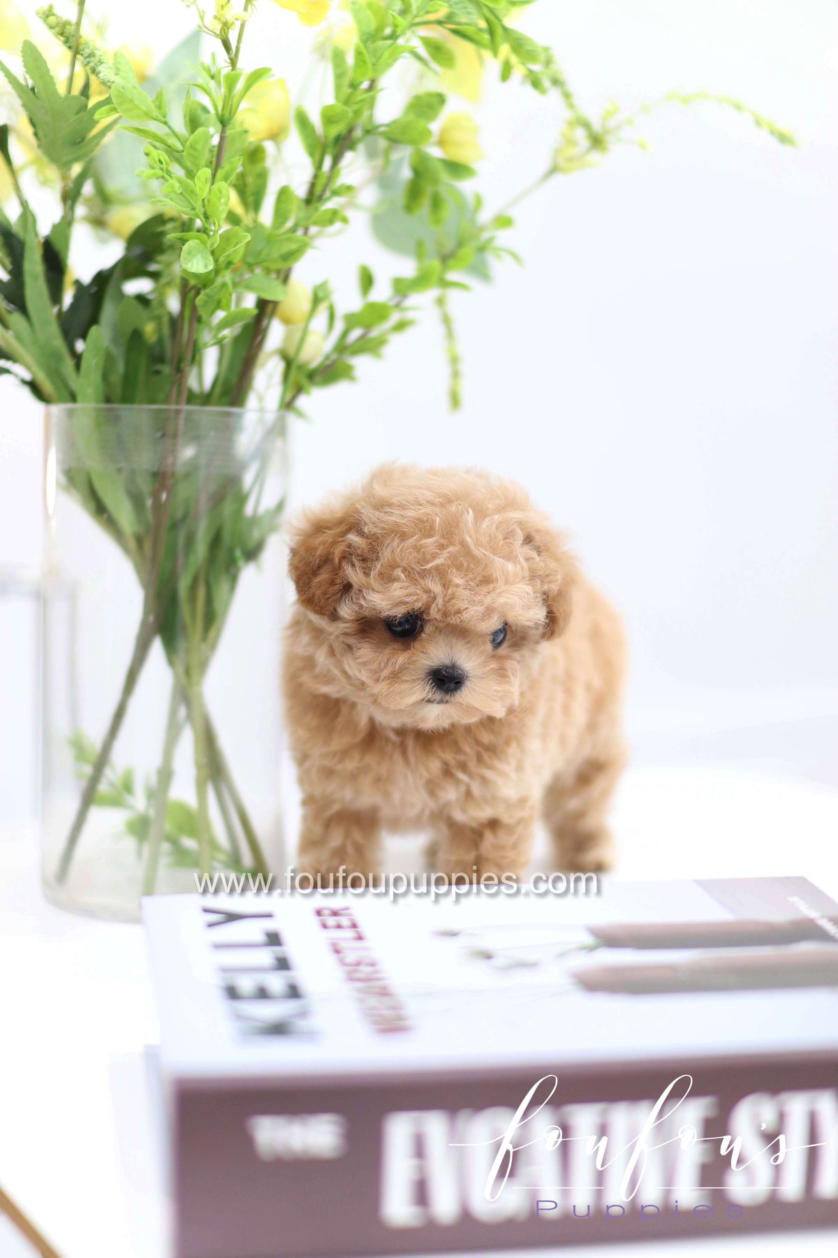 Tiara - Poodle F.