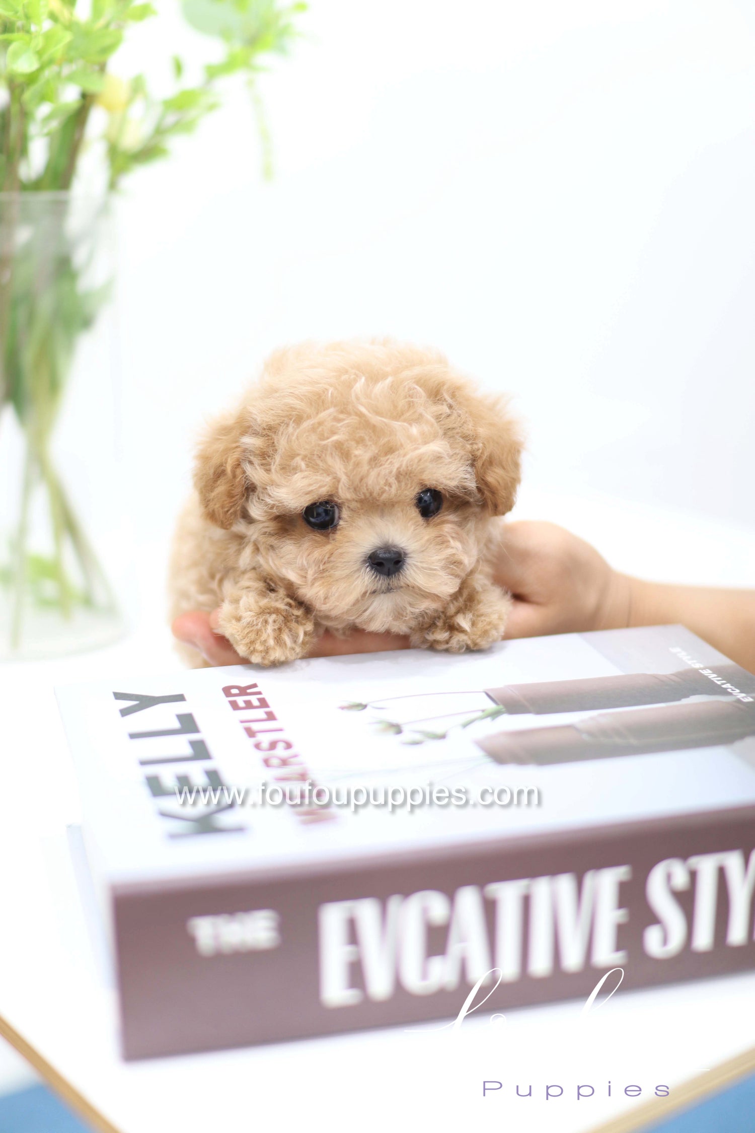 Tiara - Poodle F.