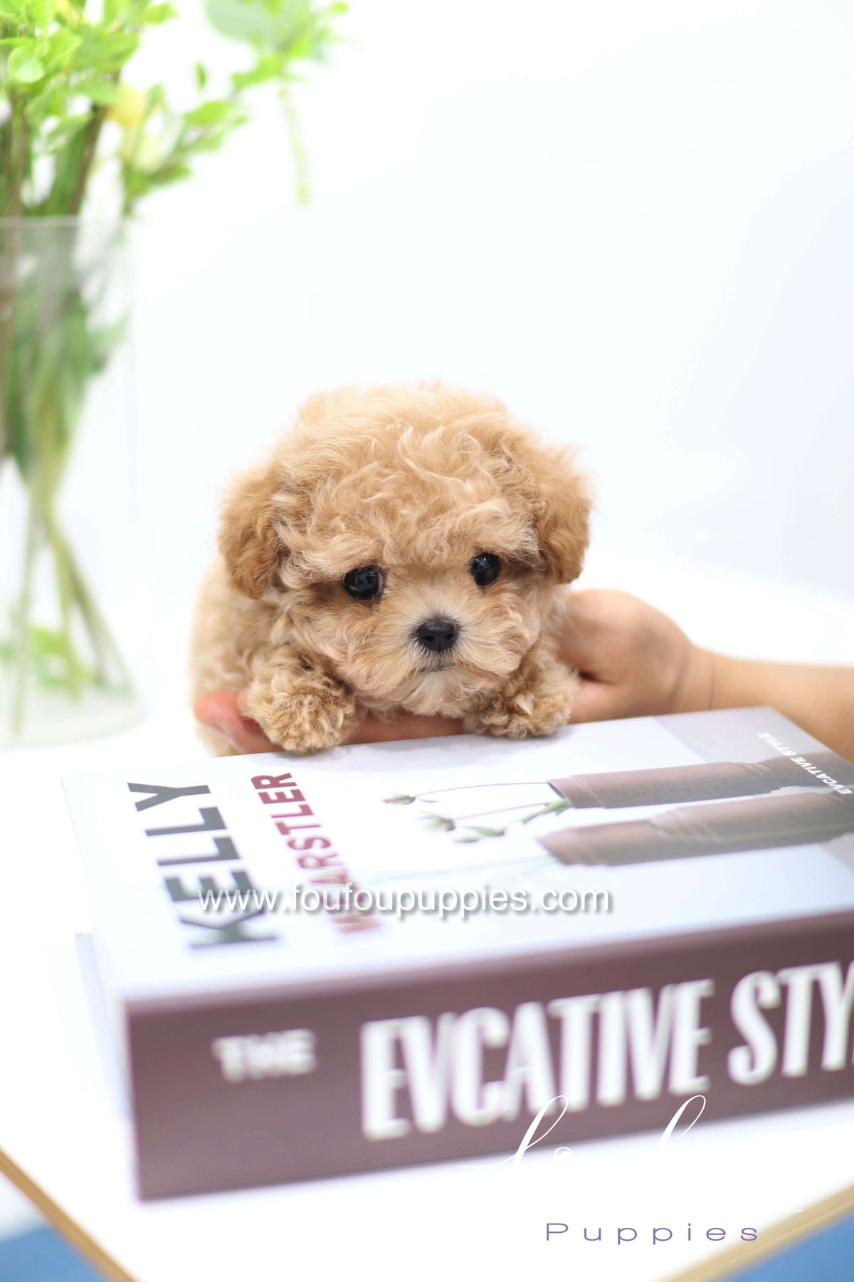 Tiara - Poodle F.