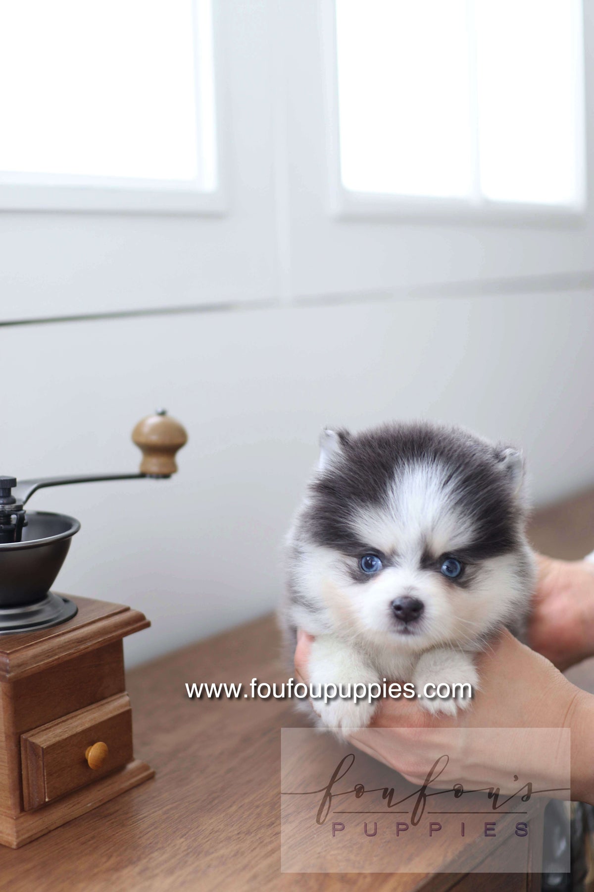 Bear - Pomsky M.