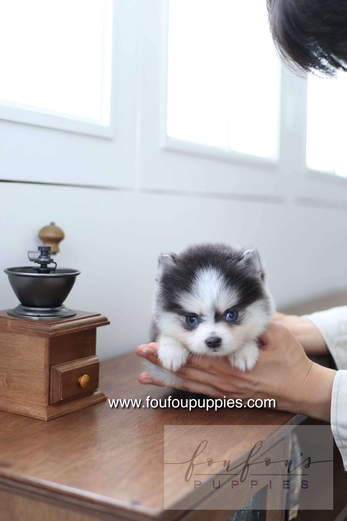 Bear - Pomsky M.