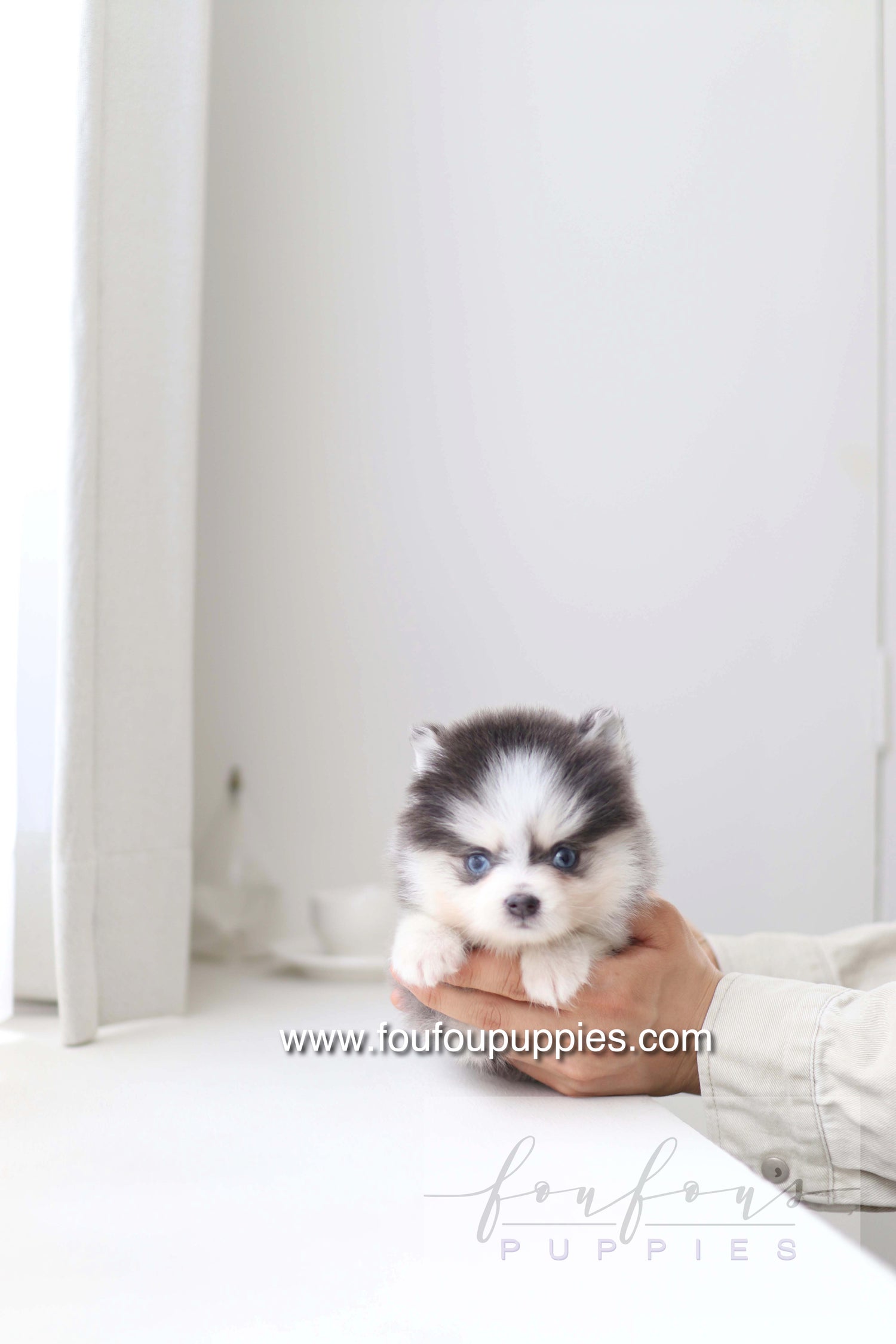 Bear - Pomsky M.