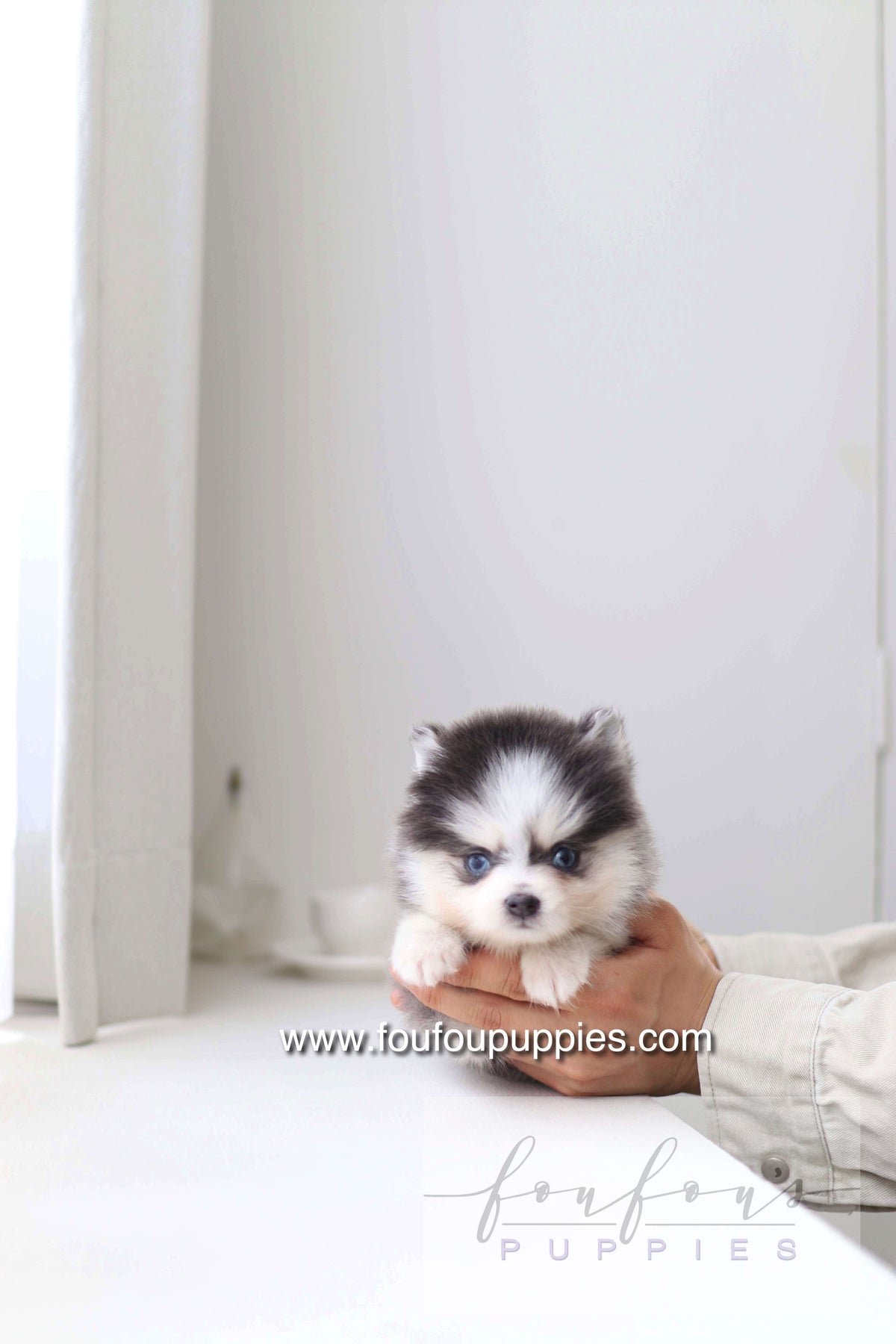 Bear - Pomsky M.