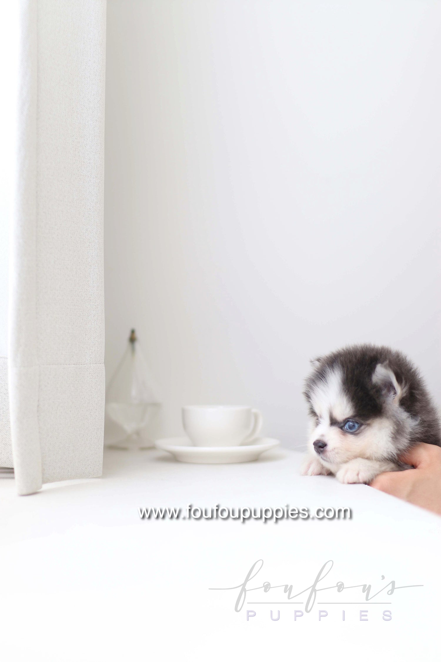 Bear - Pomsky M.