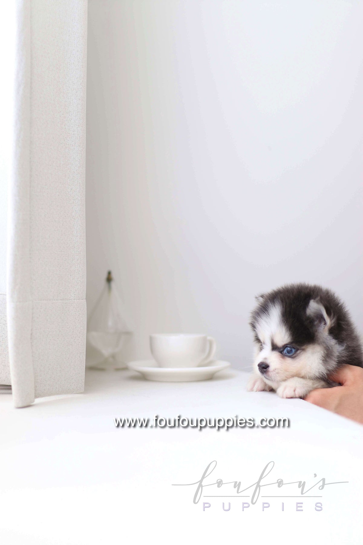Bear - Pomsky M.