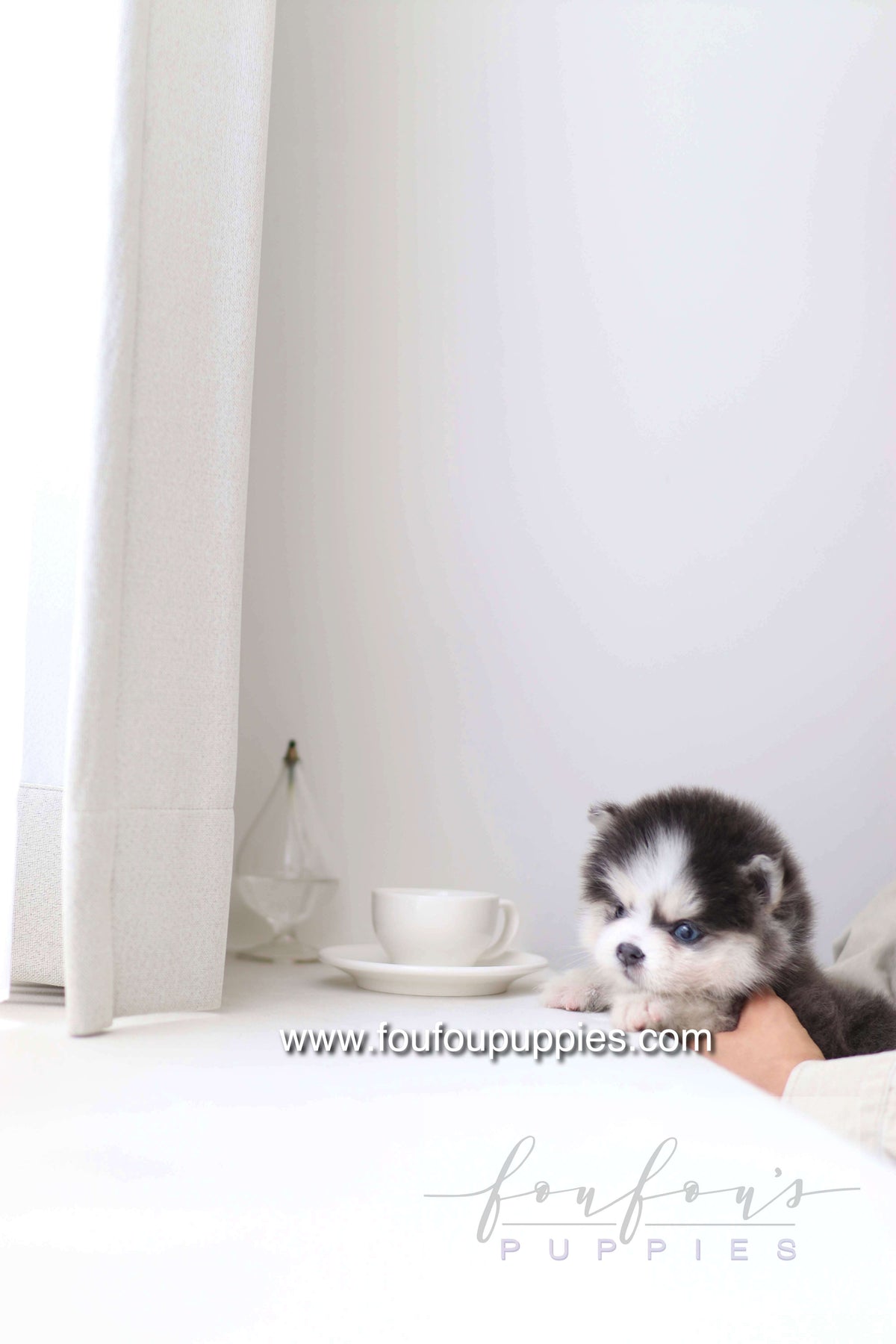 Bear - Pomsky M.