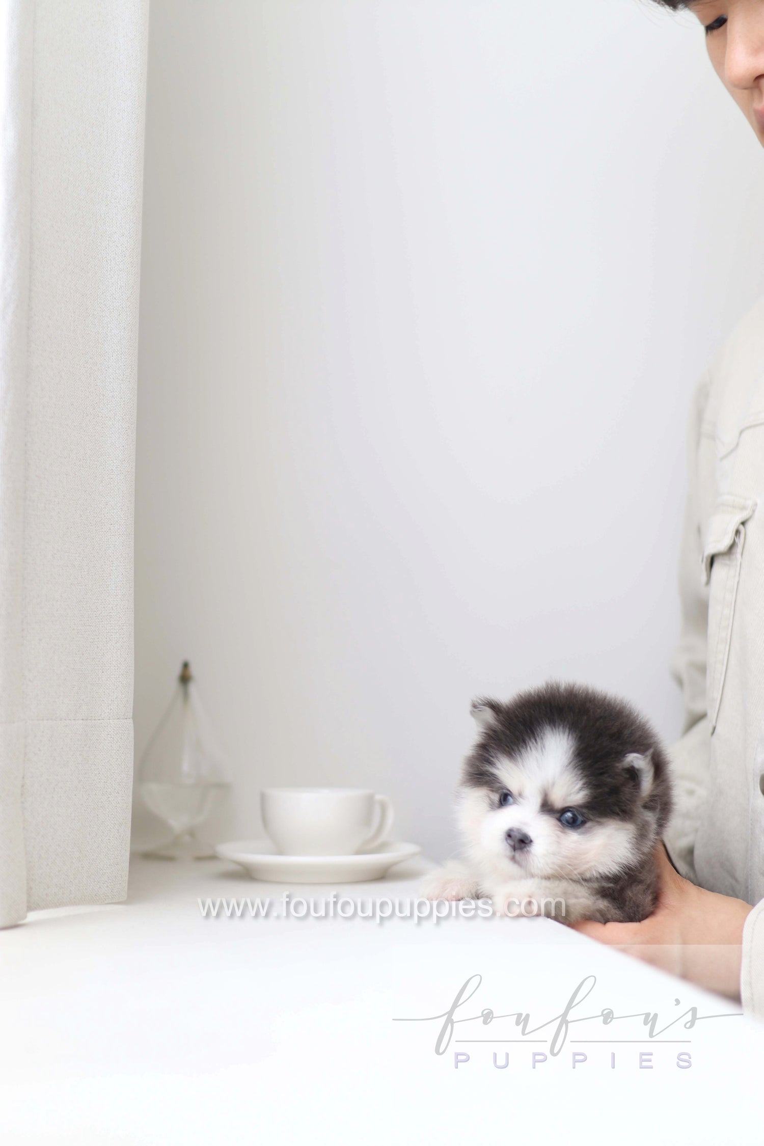 Bear - Pomsky M.