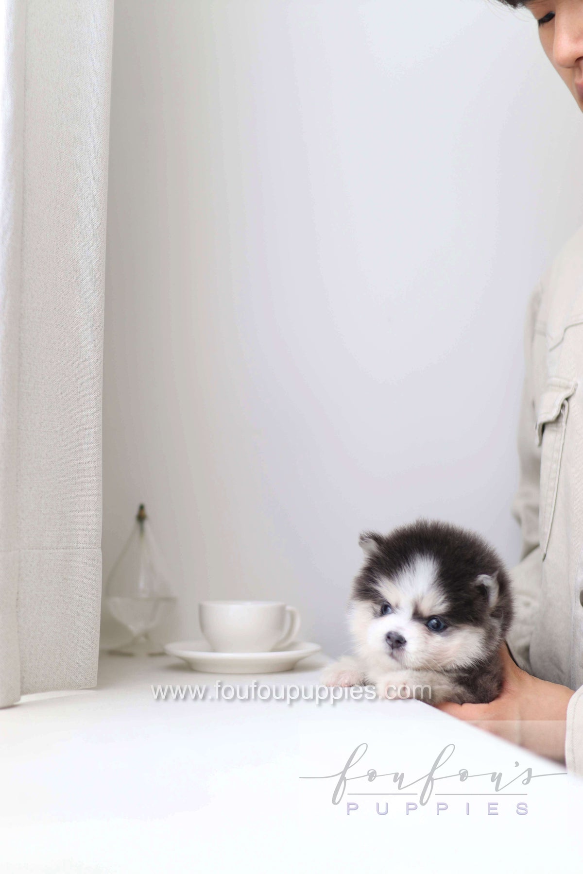 Bear - Pomsky M.