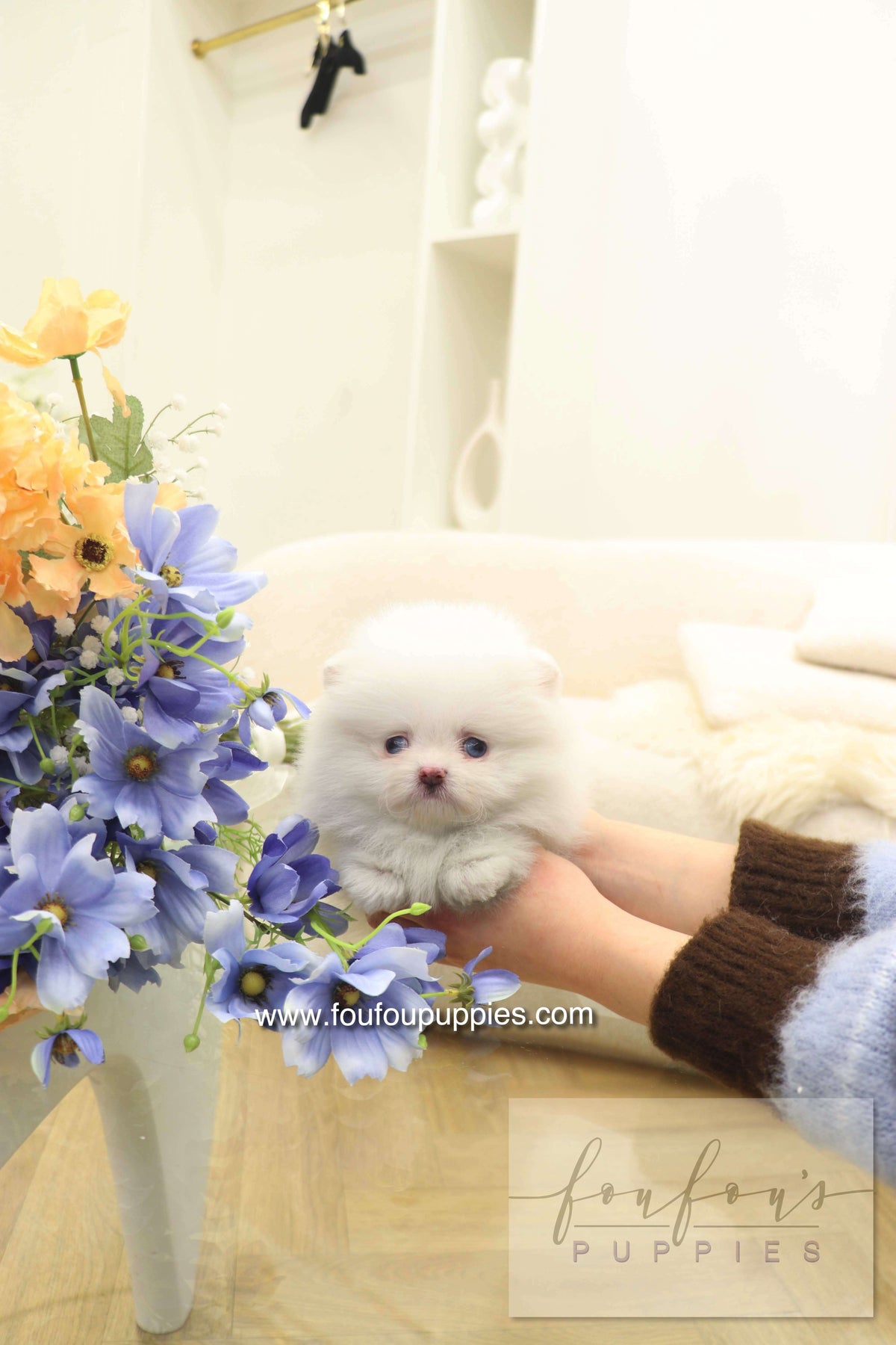 Azul - Pomeranian F.
