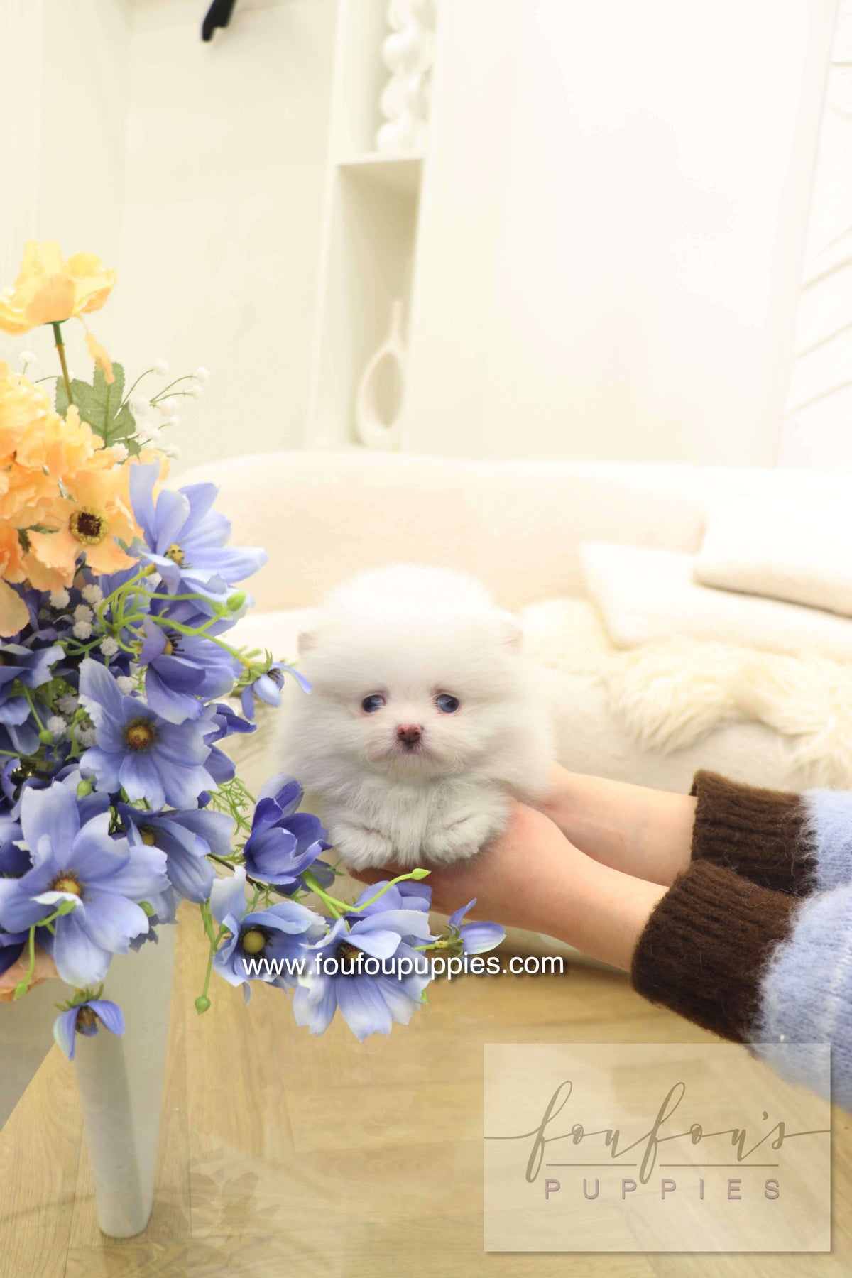 Azul - Pomeranian F.