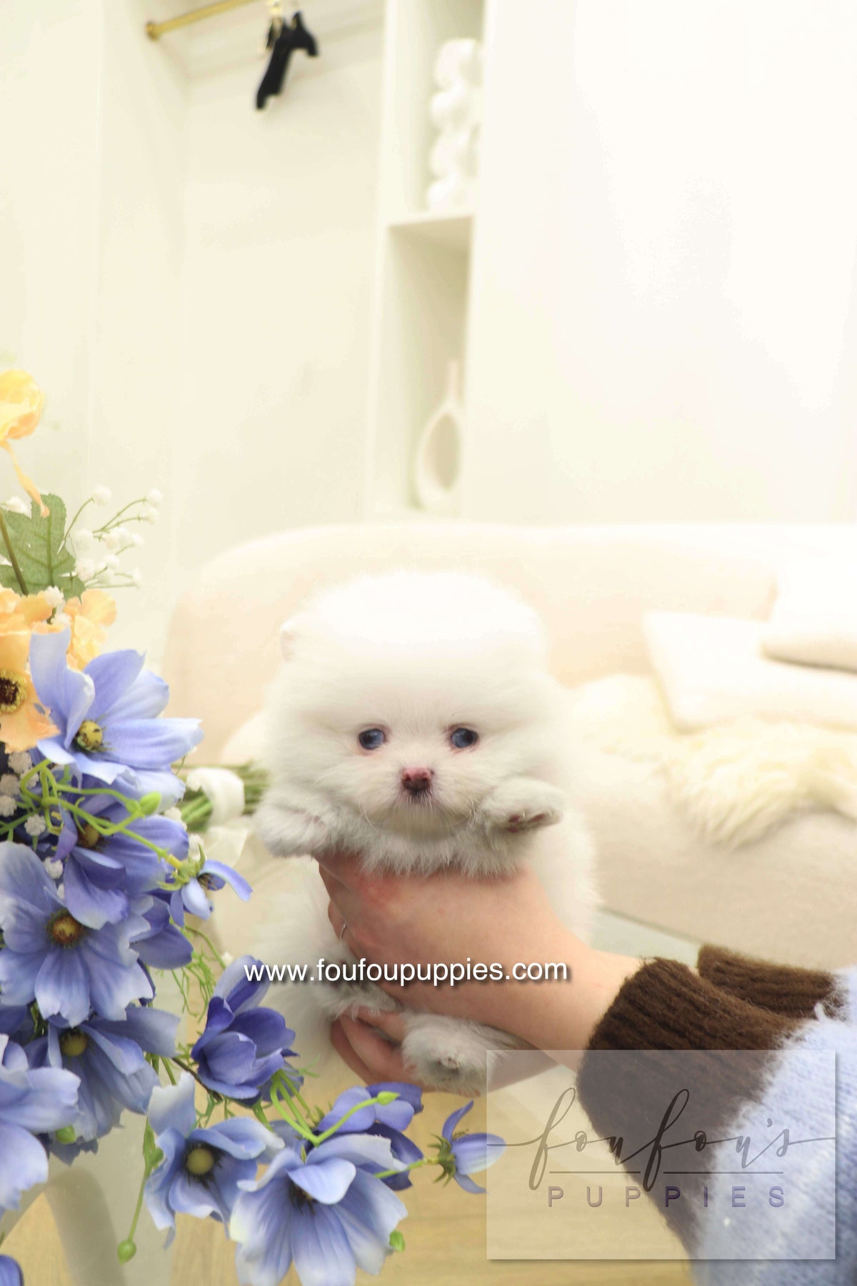 Azul - Pomeranian F.