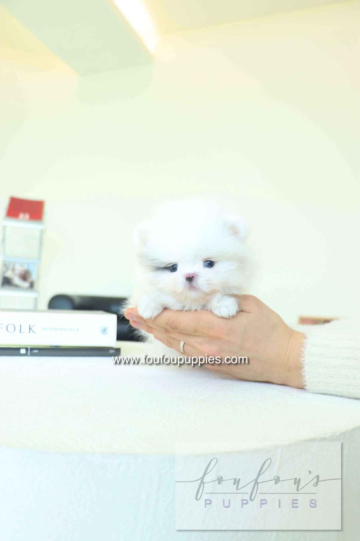 Caviar - Pomeranian M.